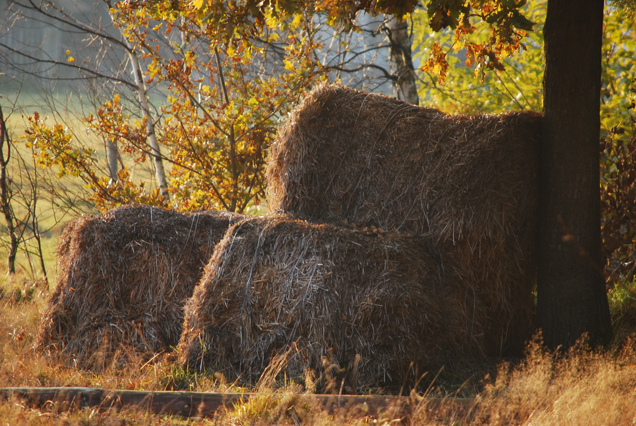 Nikon D40X sample photo. 28 october 2011 - hay photography