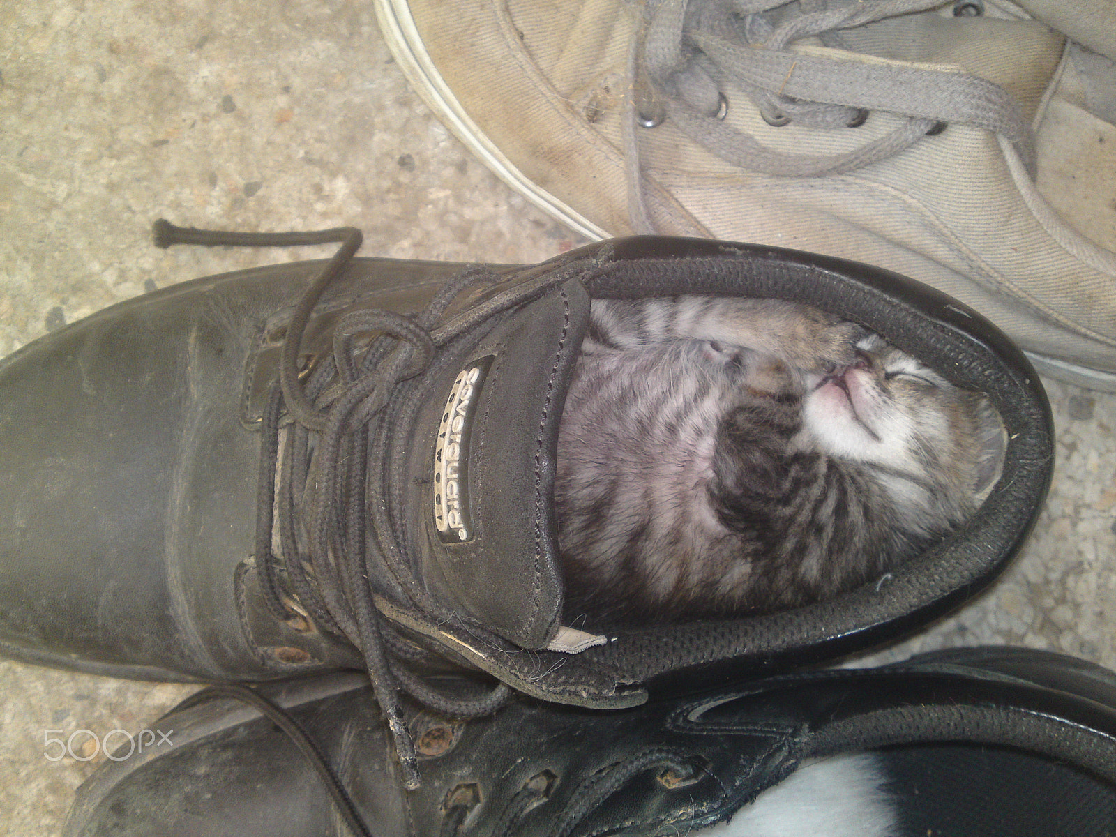 Sony Ericsson U1i sample photo. Cat in boots photography