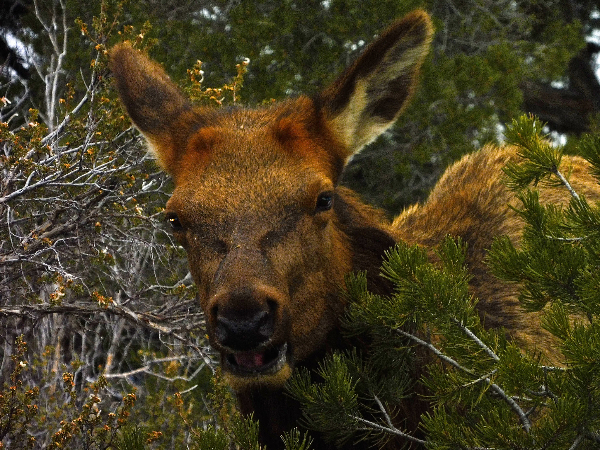 Panasonic DMC-ZS45 sample photo. Elk in grand canyon photography