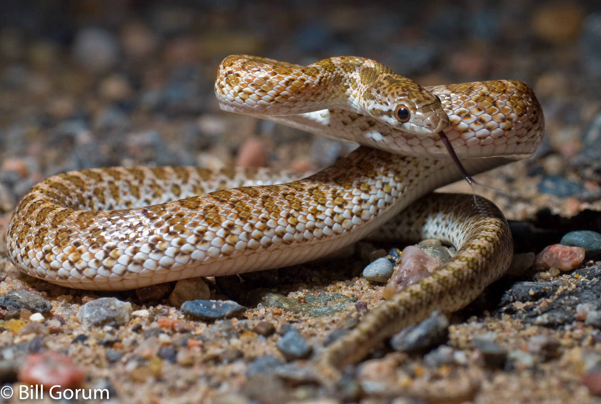 Nikon D200 sample photo. Juvenile painted desert glossy snake photography