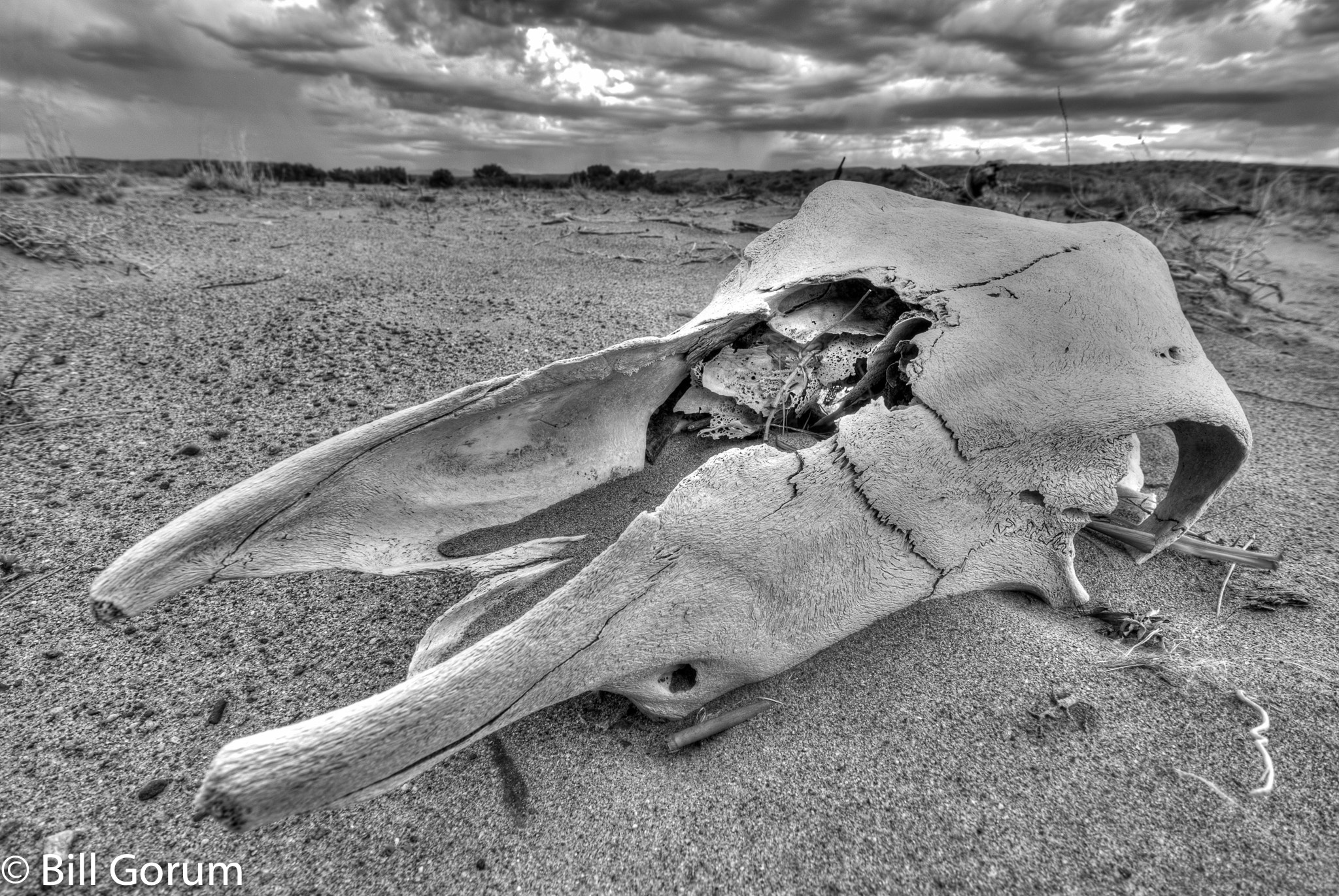 Nikon D200 + Nikon AF-S DX Nikkor 10-24mm F3-5-4.5G ED sample photo. Cow skull in the dry rio salado, new mexico. photography