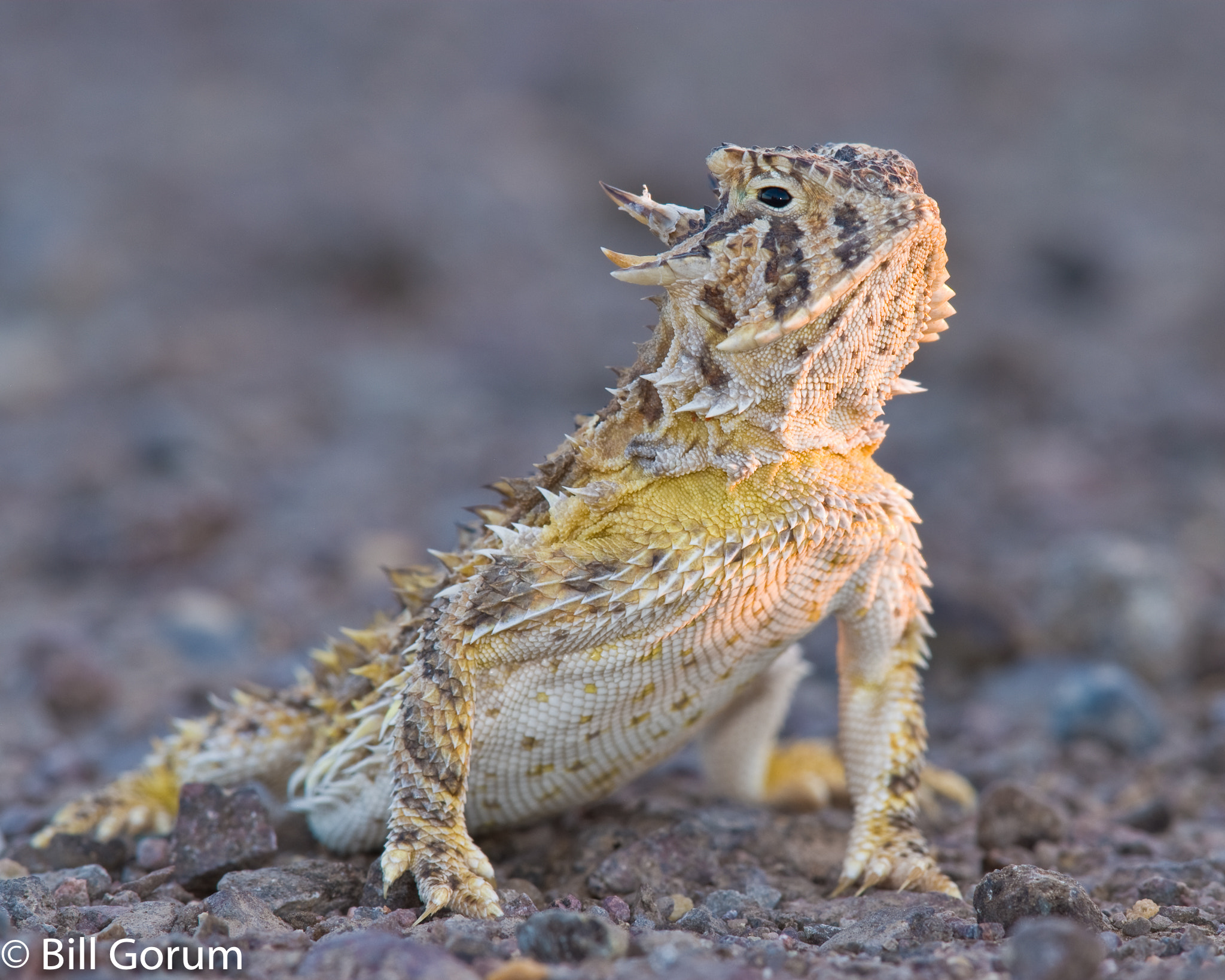 Nikon D200 + Nikon AF-S Nikkor 300mm F4D ED-IF sample photo. Texas horned lizard in the last light of the day. photography