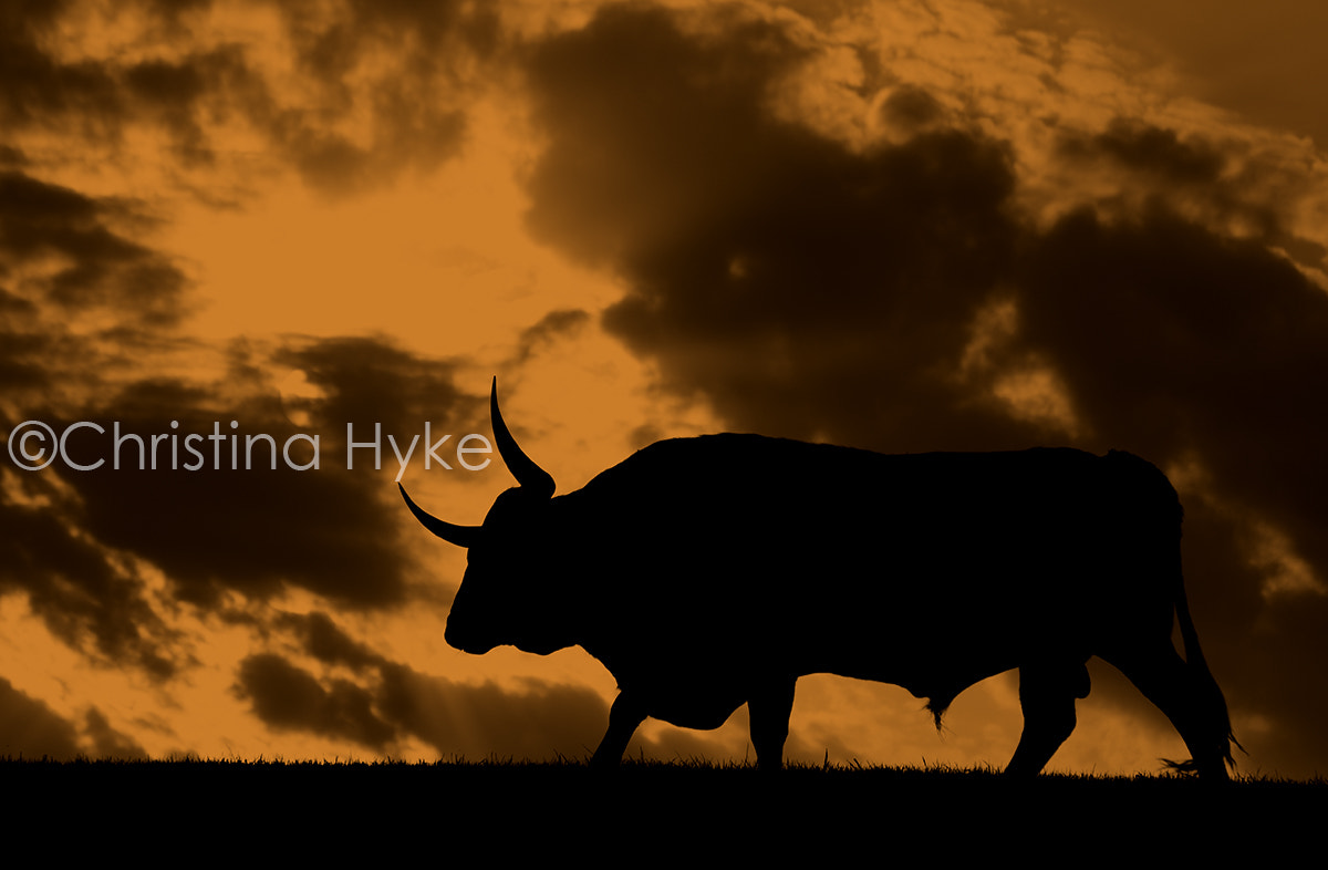 Canon EF 70-300mm F4-5.6 IS USM sample photo. Shrek bull ©christina hyke texas longhorn cattle (of ) photography