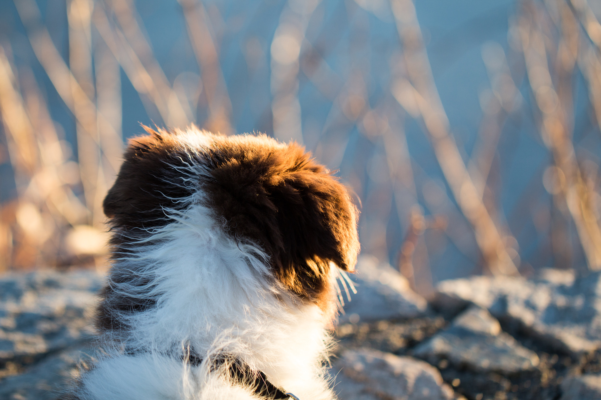 Canon EF 100mm F2.8L Macro IS USM sample photo. Puppy photography