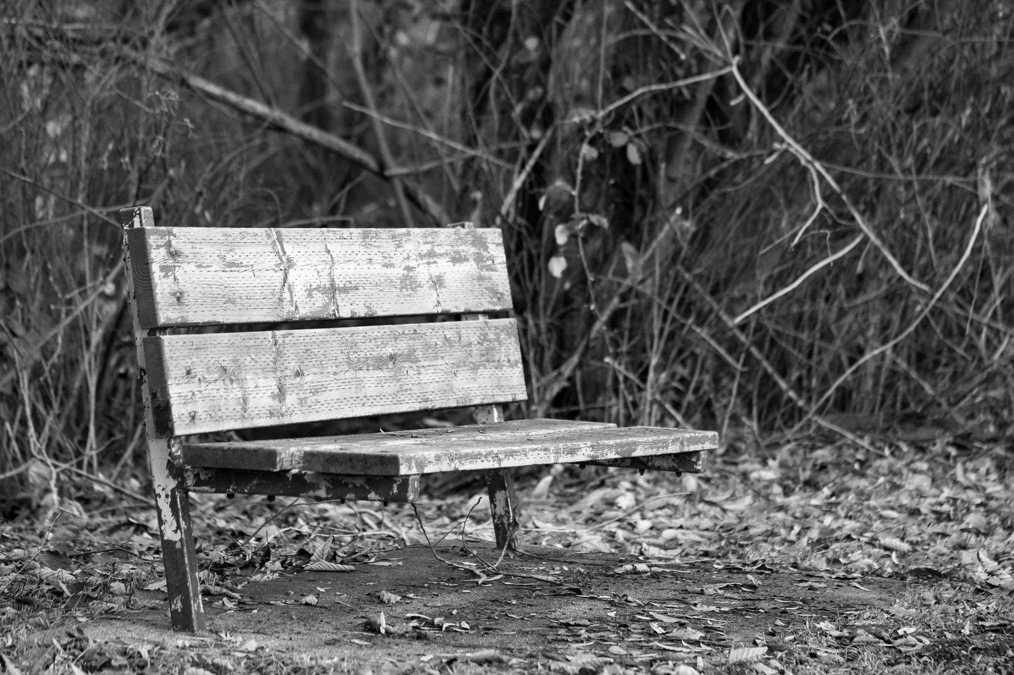 Canon EF 100mm F2.8L Macro IS USM sample photo. The bench photography