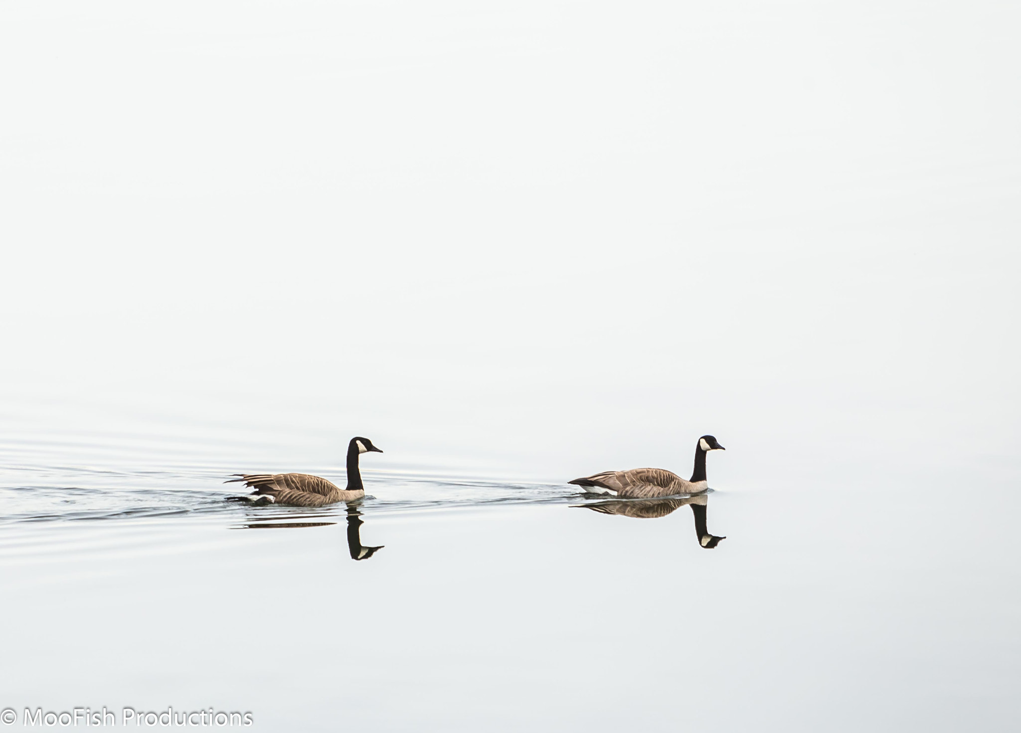 Canon EF 70-200mm F2.8L IS USM sample photo. Easy glide photography