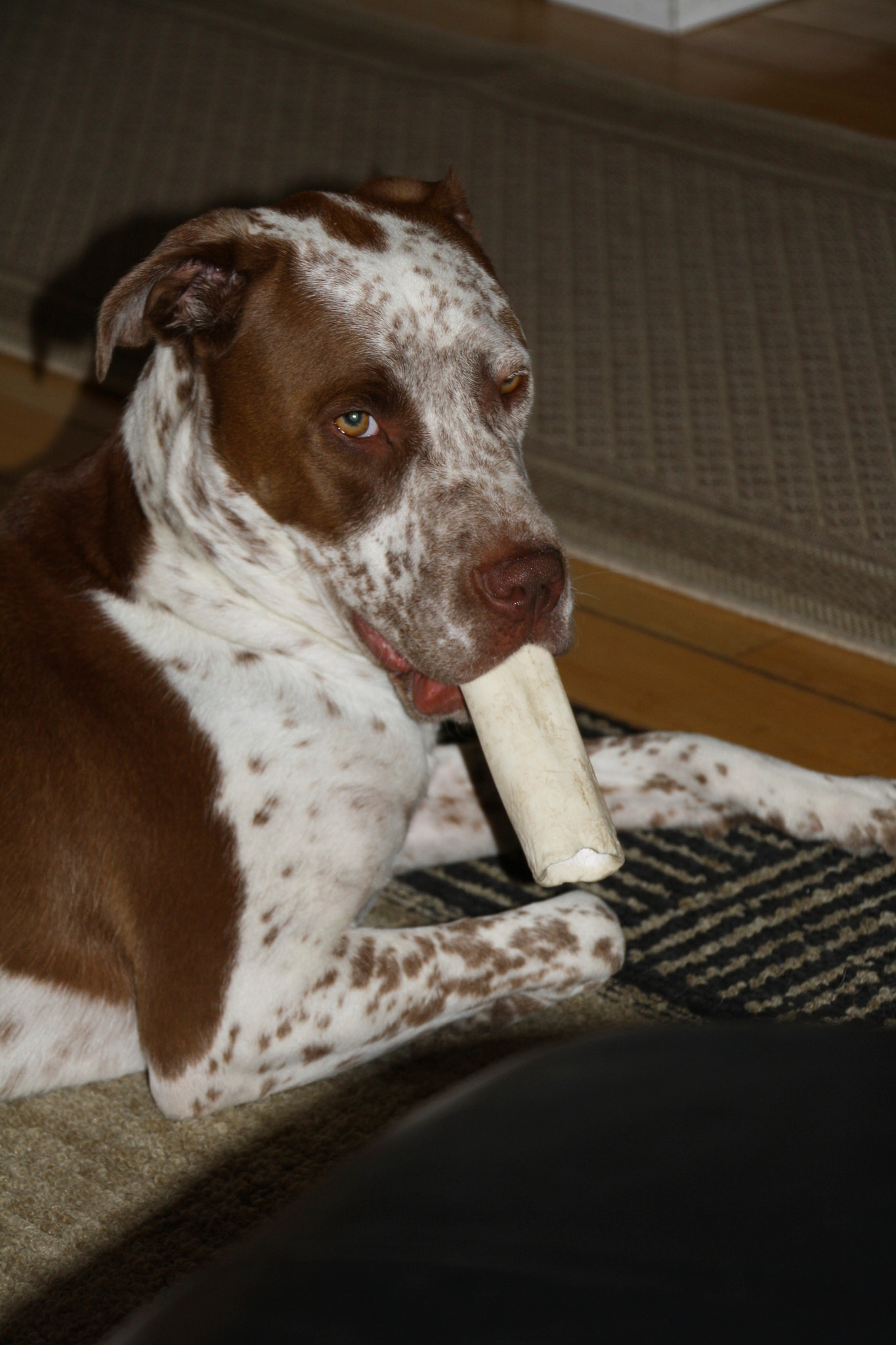 Canon EOS 1000D (EOS Digital Rebel XS / EOS Kiss F) sample photo. Portrait of a silly dog photography