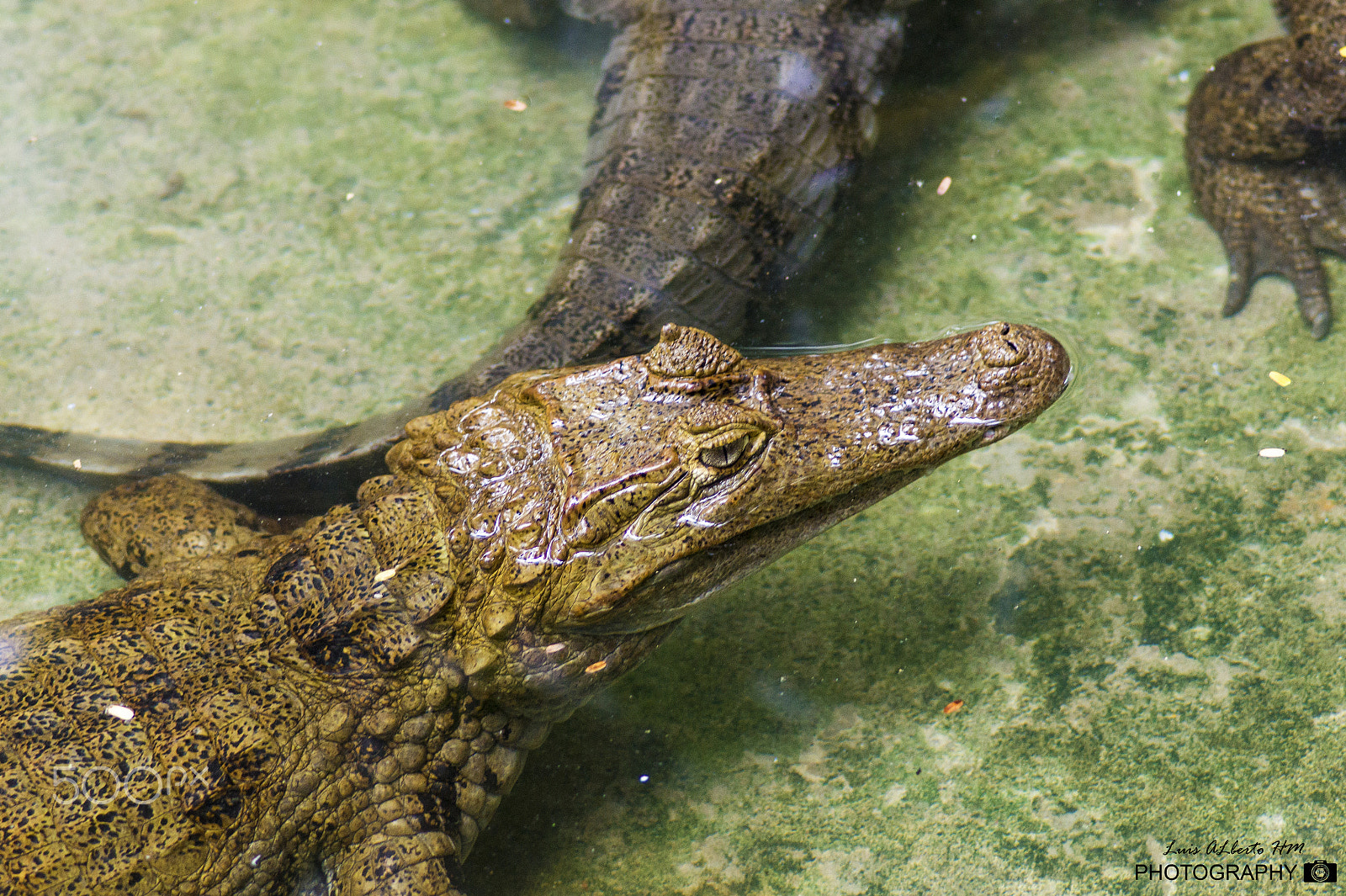 Sony SLT-A58 + Sony 135mm F2.8 [T4.5] STF sample photo. Caiman en moyobamba photography