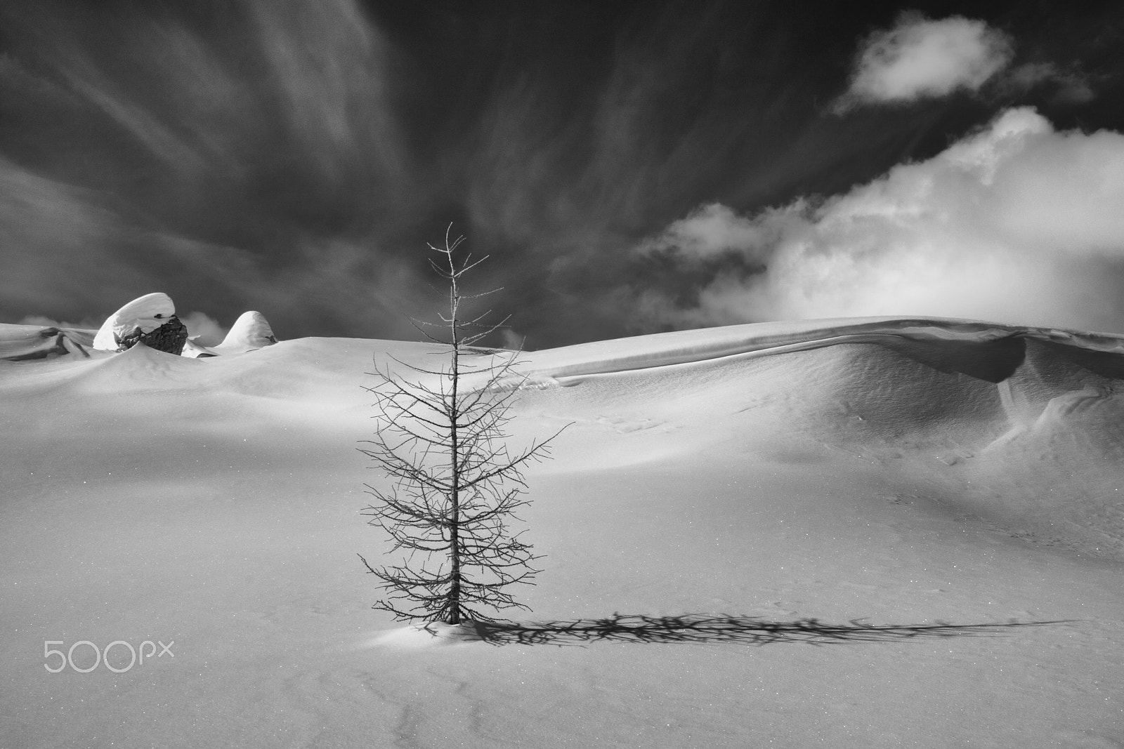 Sigma 18-250mm F3.5-6.3 DC OS HSM sample photo. Lonely larch photography