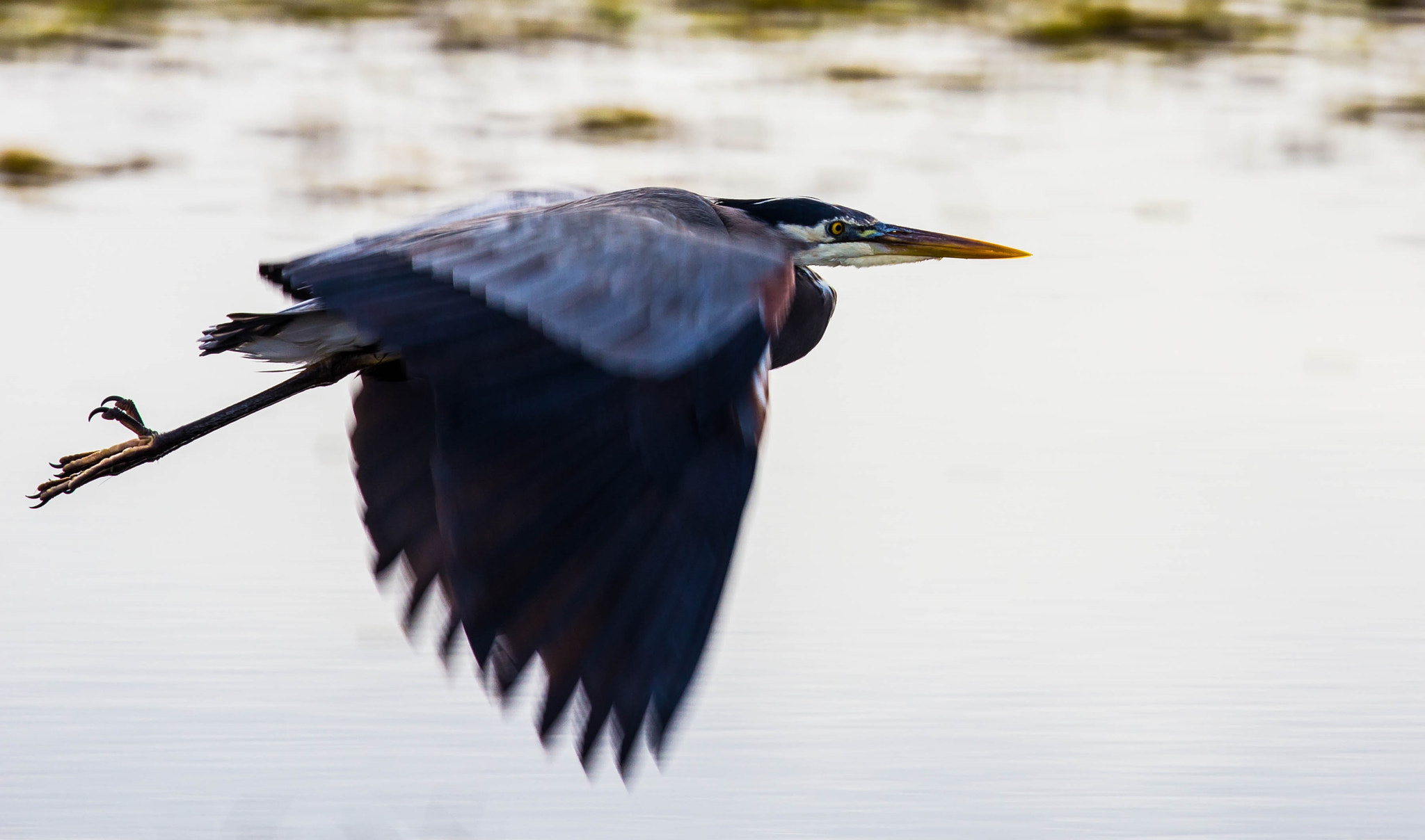 Canon EOS 60D + Canon EF 100-400mm F4.5-5.6L IS II USM sample photo. Heron photography
