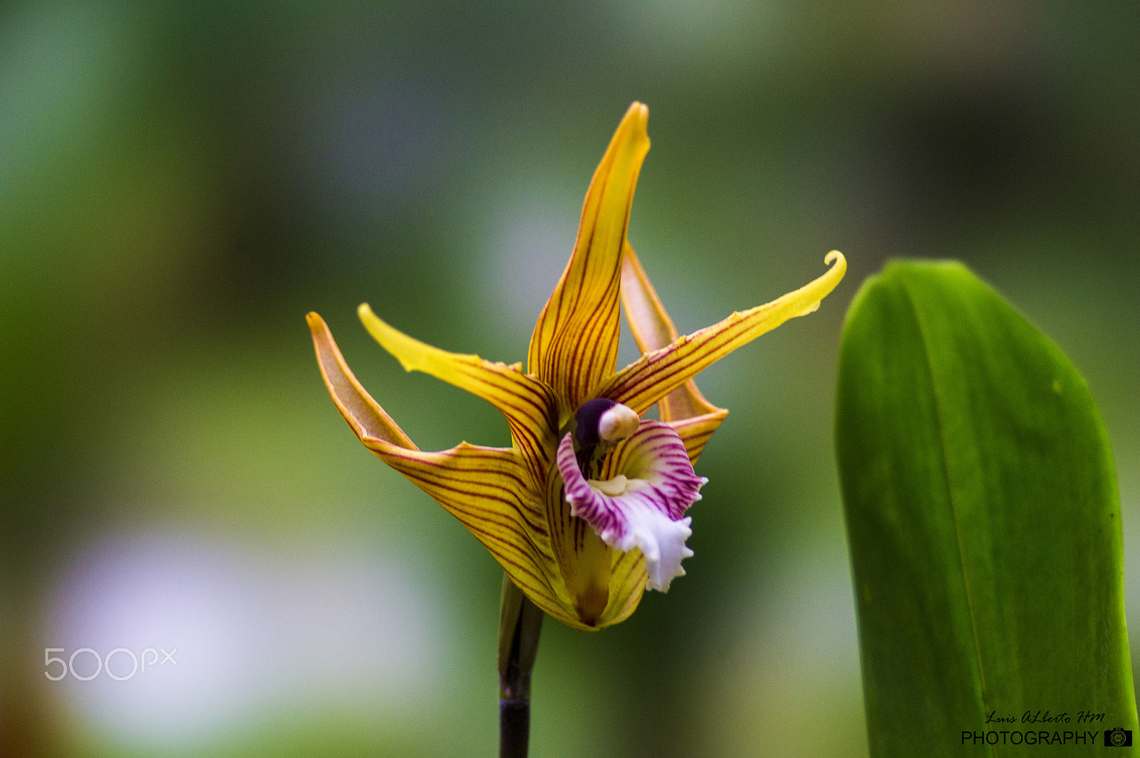 Sony SLT-A58 + Sony 135mm F2.8 [T4.5] STF sample photo. Maxillaria striata photography