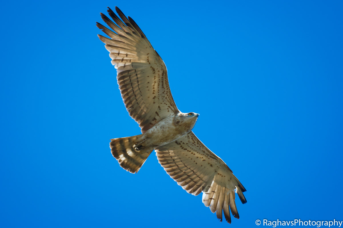 Tamron SP 150-600mm F5-6.3 Di VC USD sample photo. Wing span photography