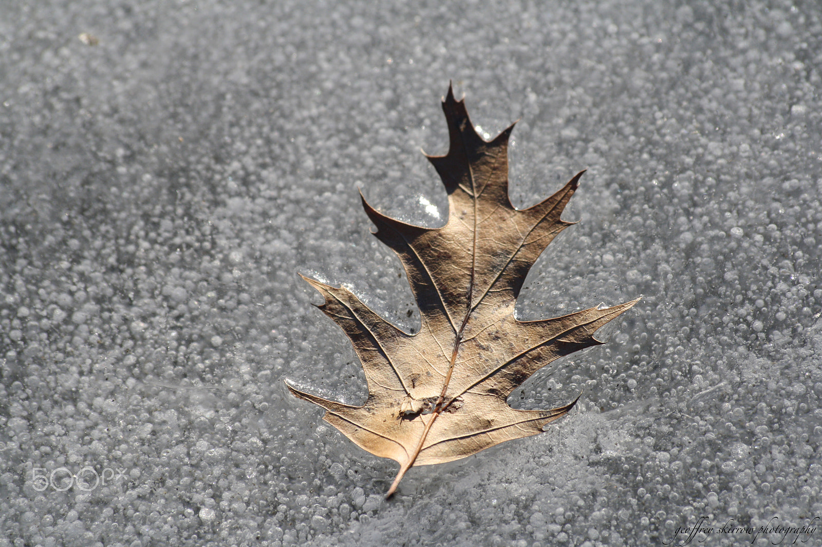 Sigma 70-300mm F4-5.6 APO DG Macro sample photo. Oak leaf in ice photography