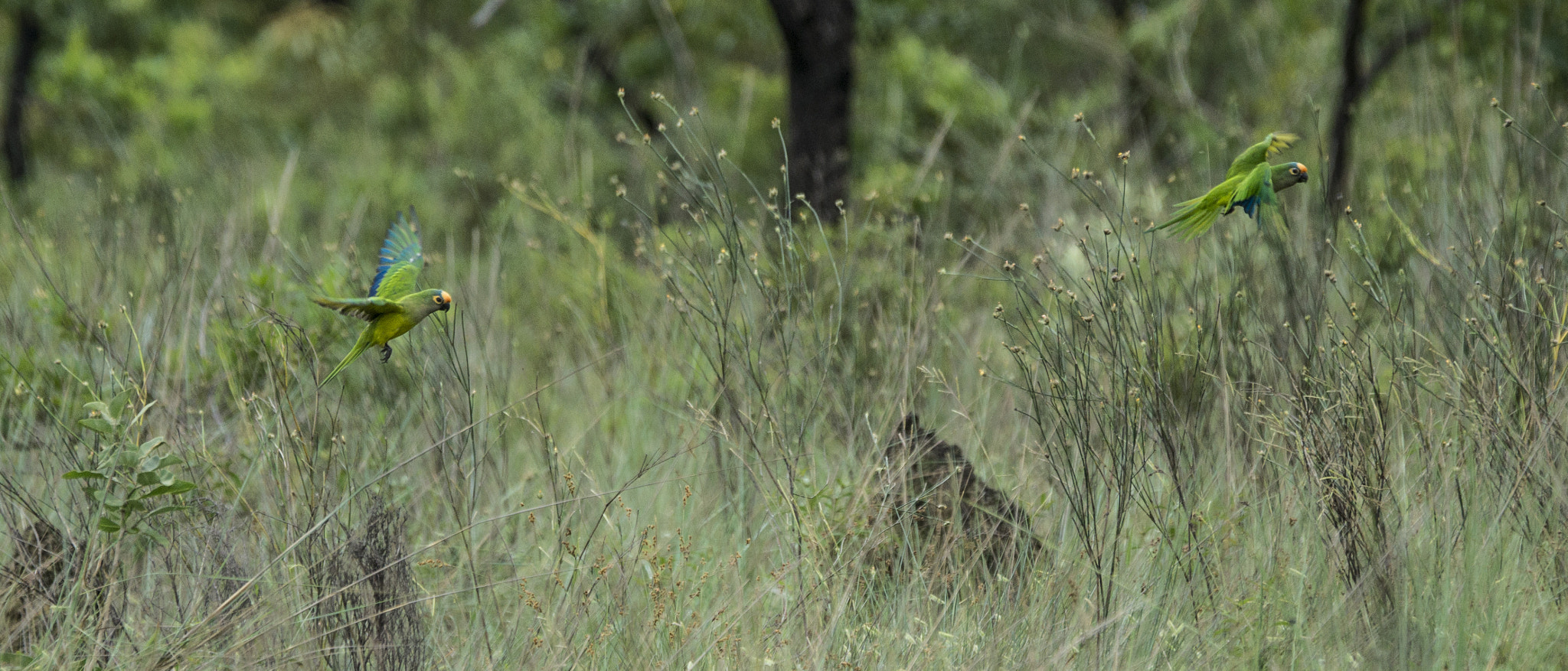 Sony 70-400mm F4-5.6 G SSM II sample photo. Eupsittula aurea photography