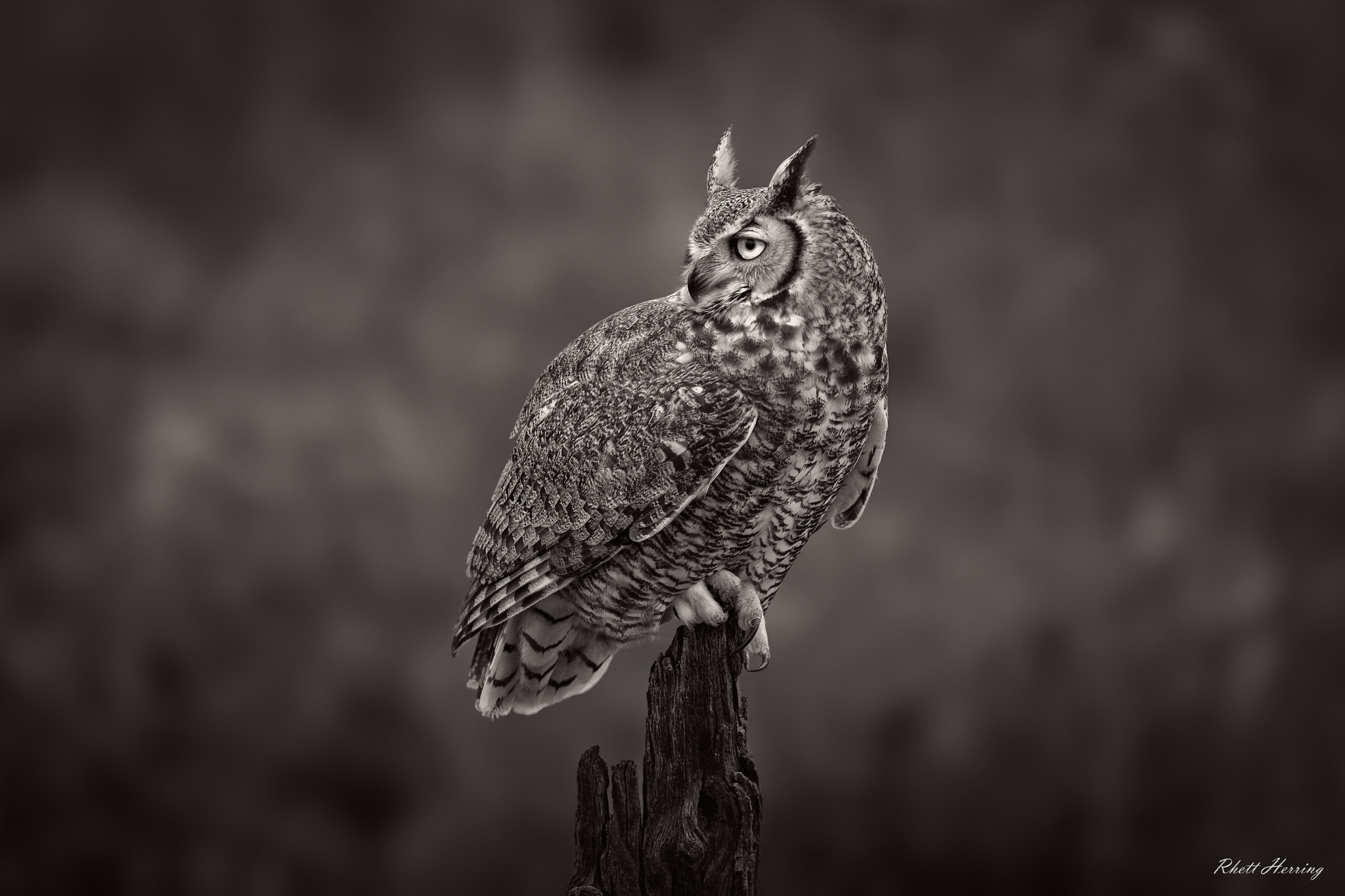 Canon EF 200-400mm F4L IS USM Extender 1.4x sample photo. Great horned owl perched (bw) photography