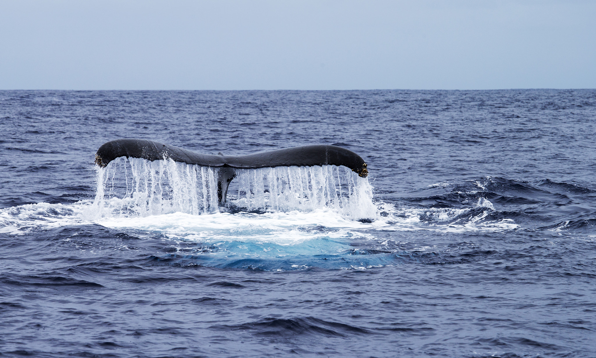Canon EF 70-200mm F4L IS USM sample photo. Dive photography