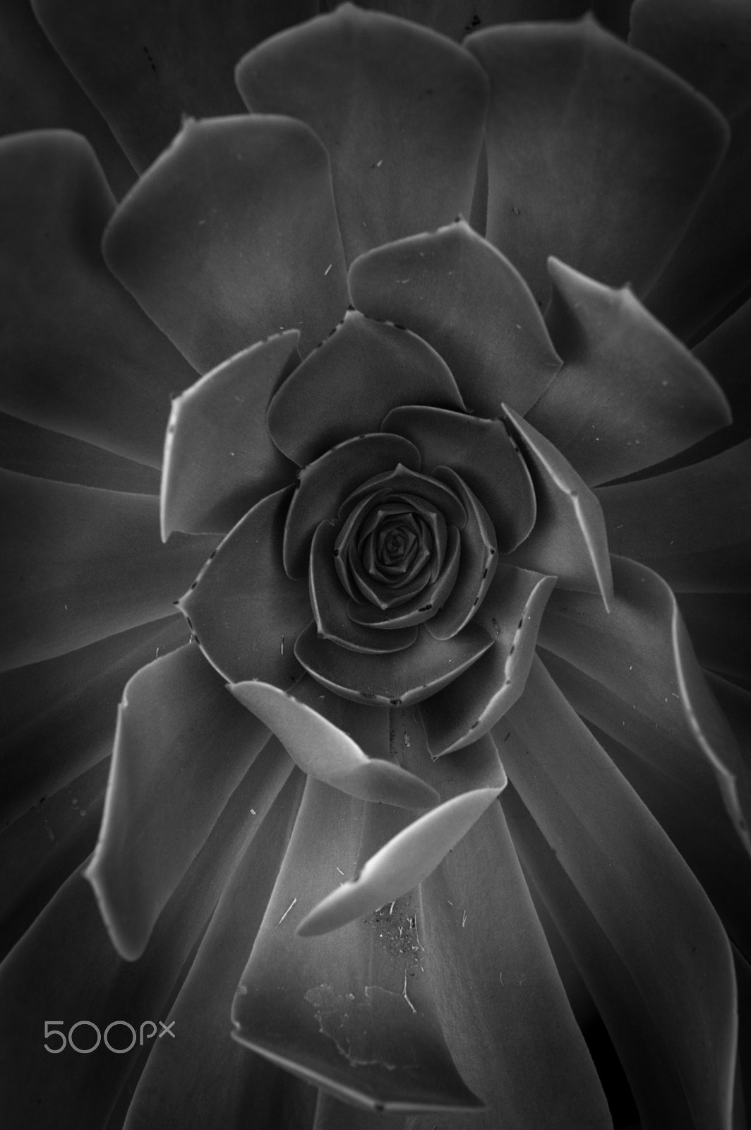Nikon D70 sample photo. Vortex photography