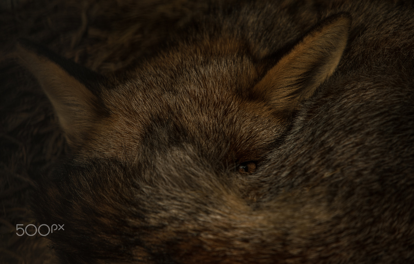 Sigma 50-500mm F4-6.3 EX APO RF HSM sample photo. __shy fox__ photography