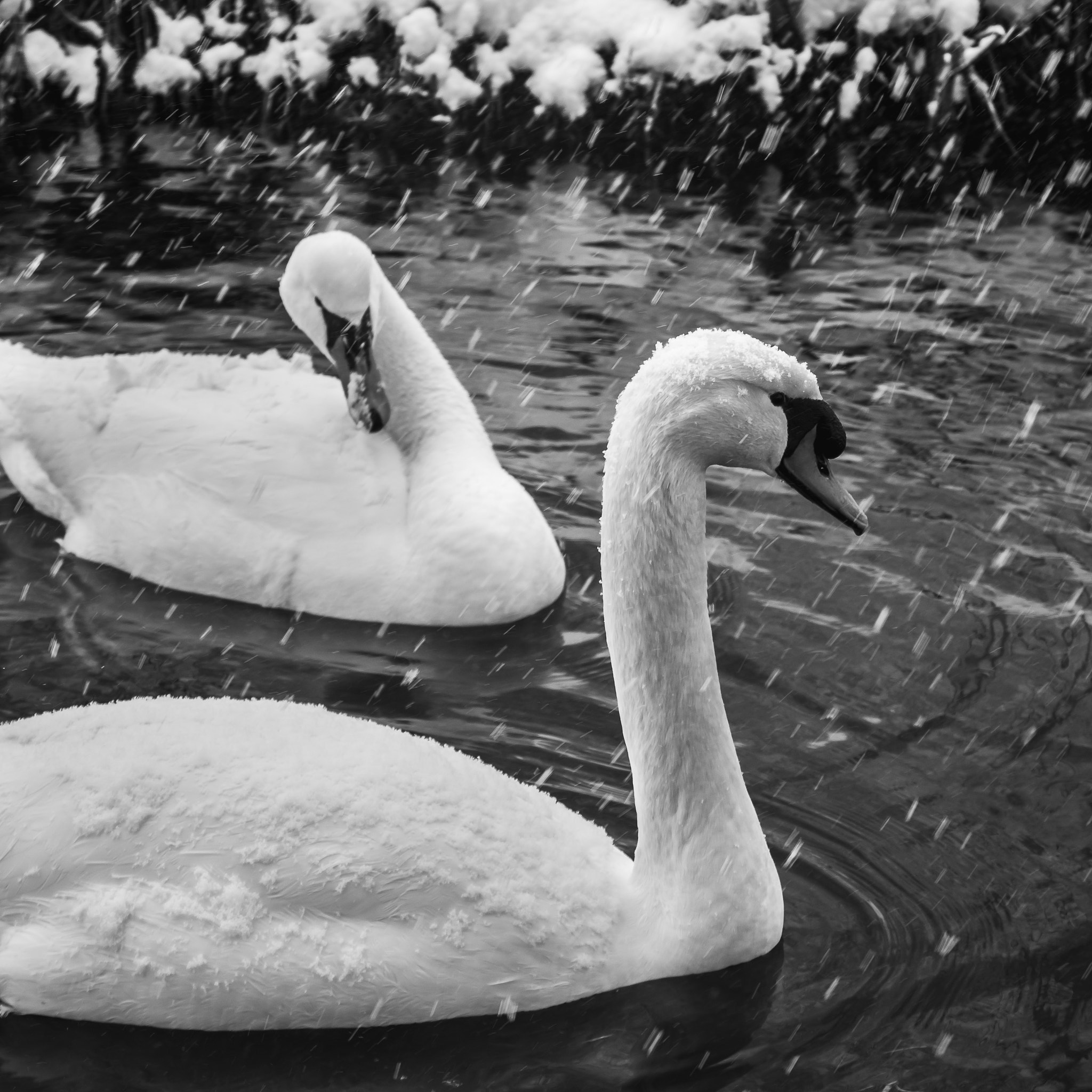 Sigma 17-70mm F2.8-4 DC Macro OS HSM | C sample photo. Swan. photography