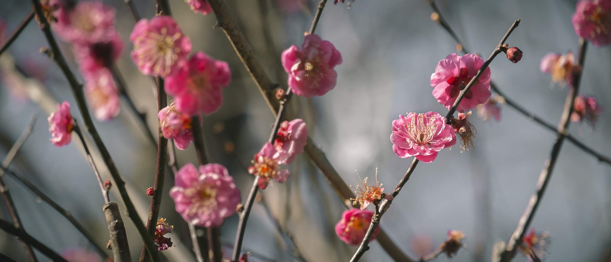 Fujifilm X-M1 + Fujifilm XF 55-200mm F3.5-4.8 R LM OIS sample photo. Plum blossom photography