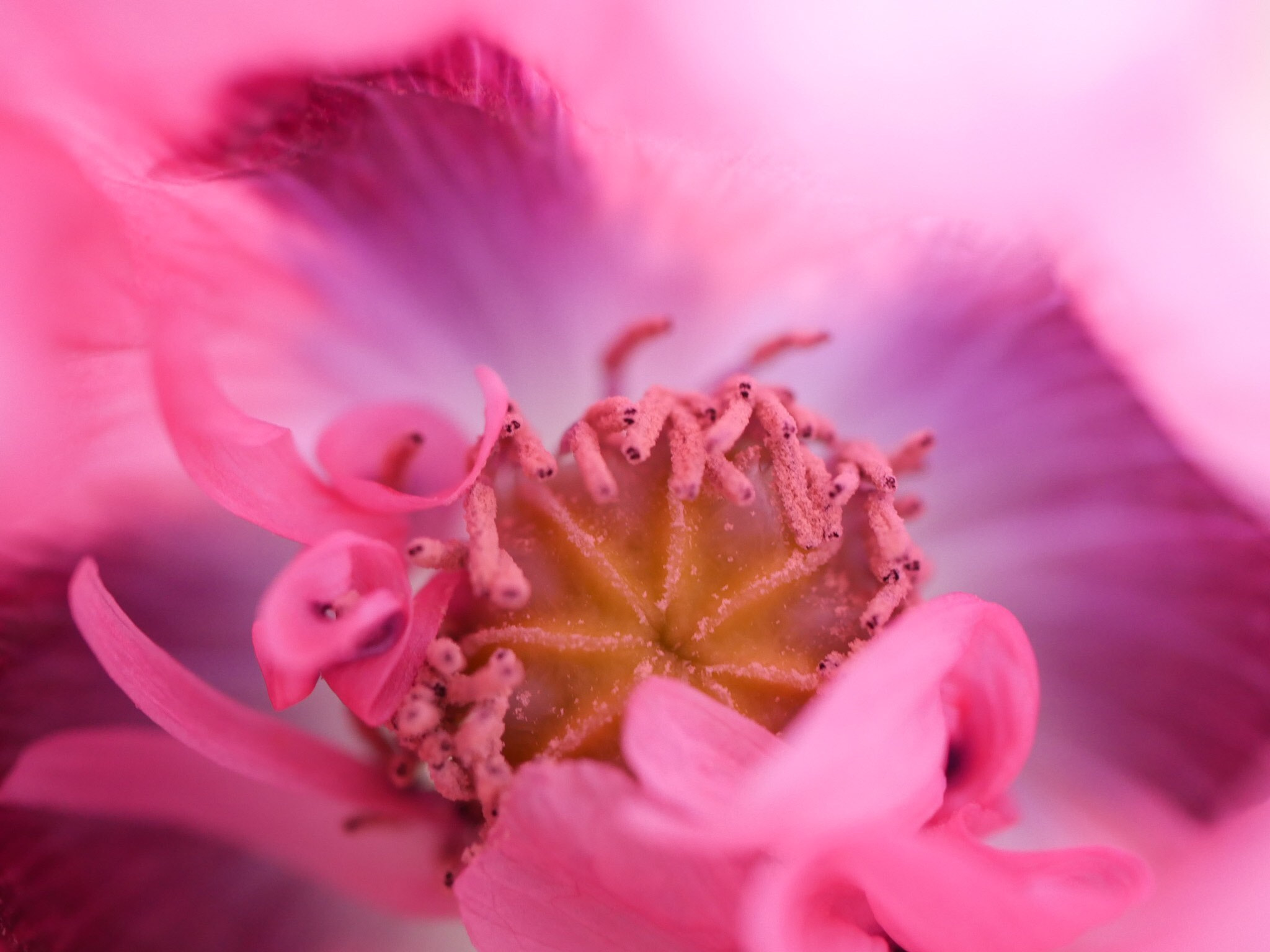 Panasonic Lumix G Macro 30mm F2.8 ASPH Mega OIS sample photo. Inside poppy photography