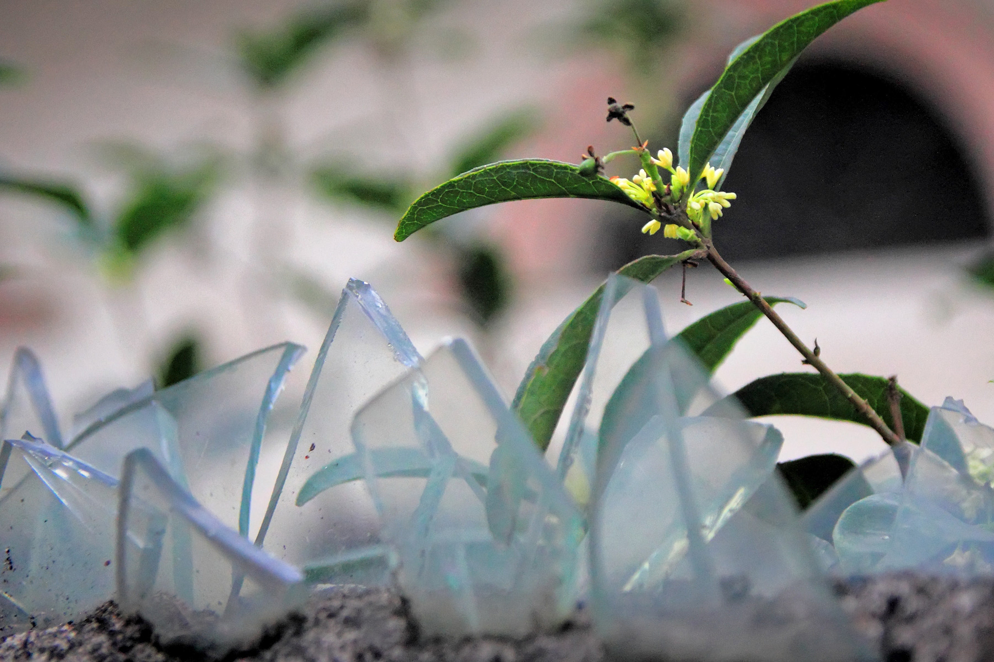 Canon EOS 550D (EOS Rebel T2i / EOS Kiss X4) sample photo. Overcoming adversity photography