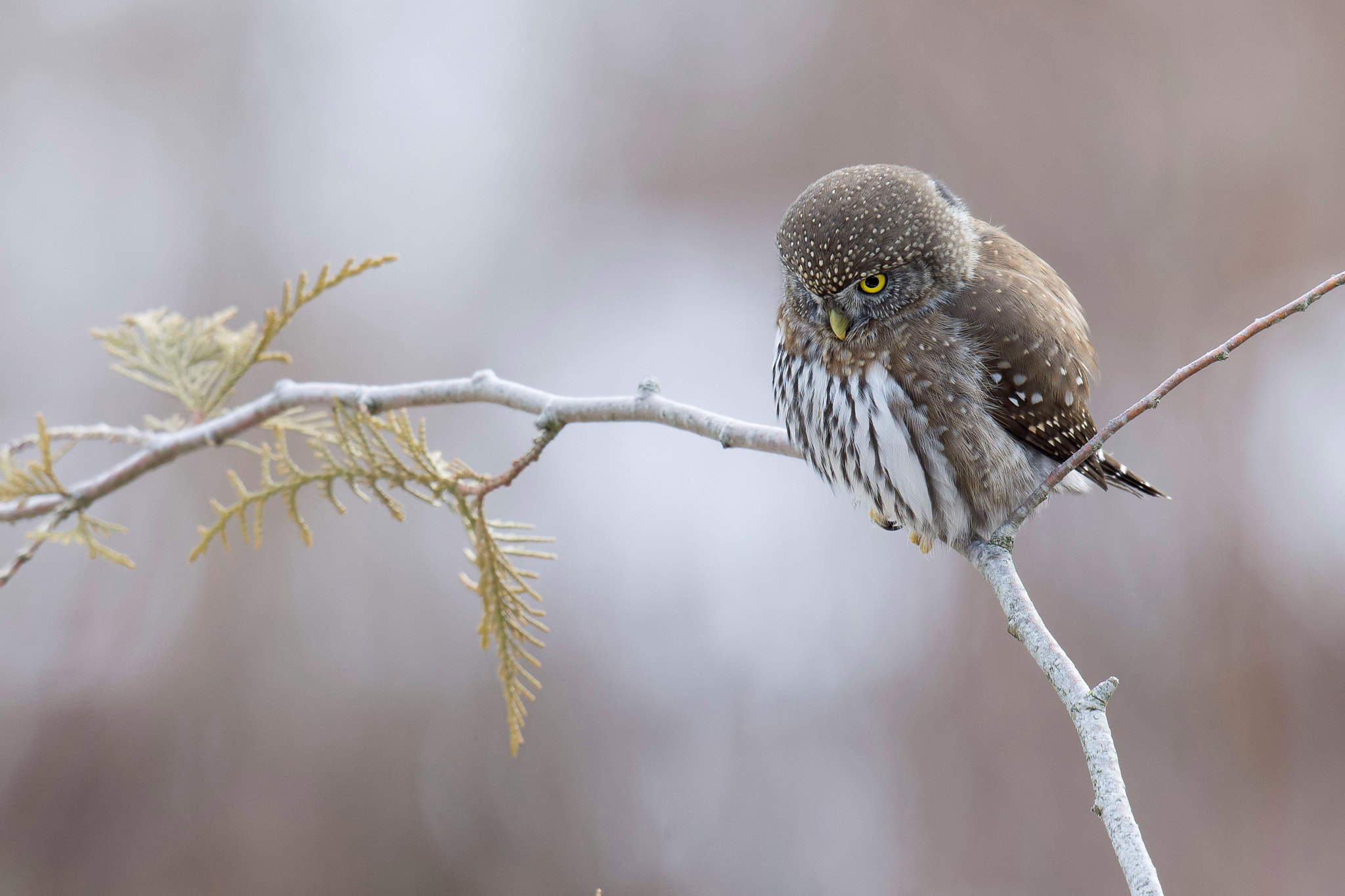 Nikon D7200 + Nikon AF-S Nikkor 500mm F4G ED VR sample photo. Northern pygmy-owl photography