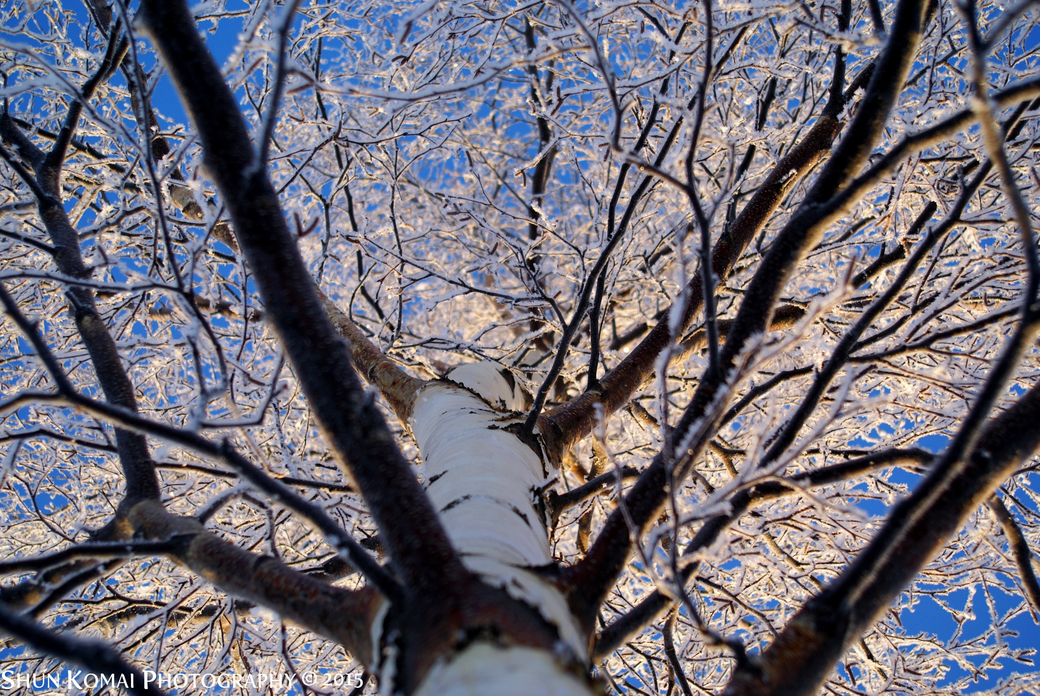 Minolta AF 35-105mm F3.5-4.5 New sample photo. Frozen tree photography