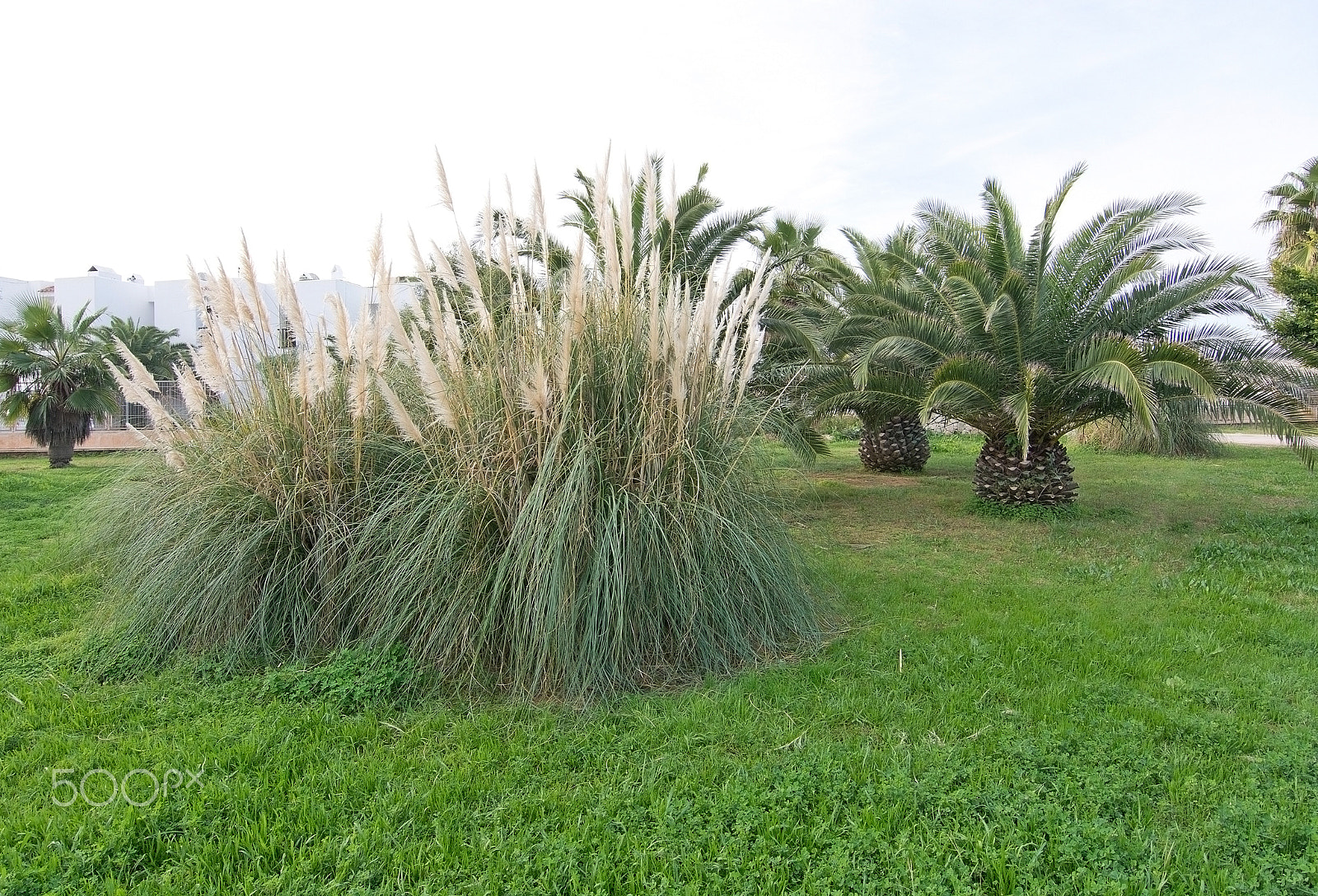 AF Zoom-Nikkor 35-70mm f/2.8D N sample photo. Fresh green palm trees photography