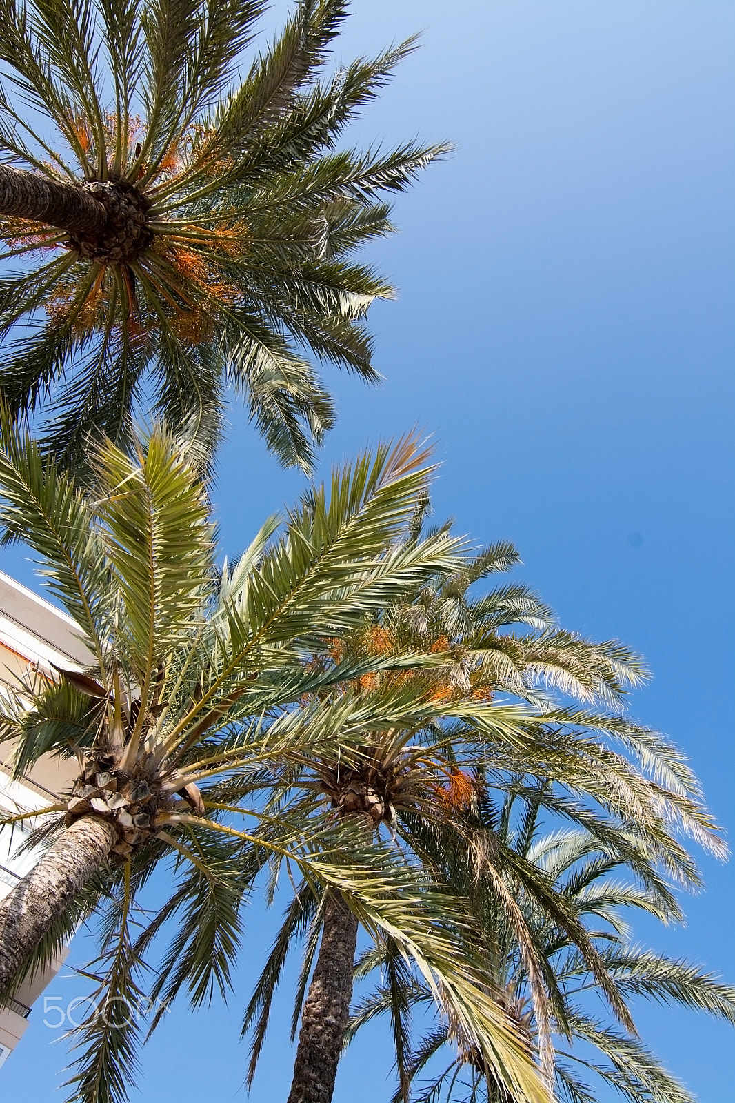 Nikon D7100 + Nikon AF Nikkor 20mm F2.8D sample photo. Palm tree and sun photography
