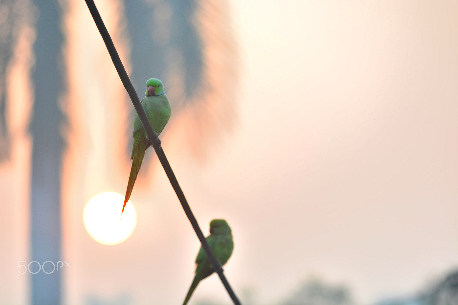 AF-S Zoom-Nikkor 80-200mm f/2.8D IF-ED sample photo. Good morning photography