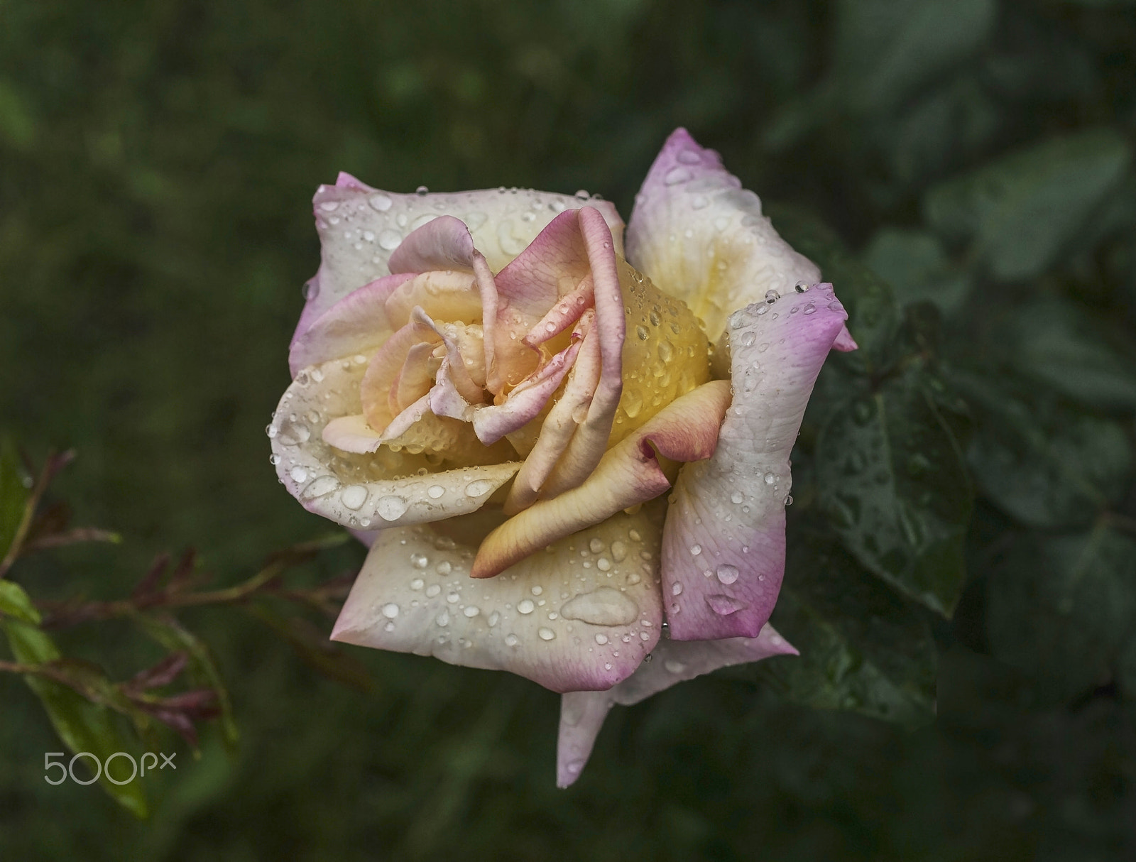 Nikon D200 + AF Micro-Nikkor 55mm f/2.8 sample photo. After the rain... photography