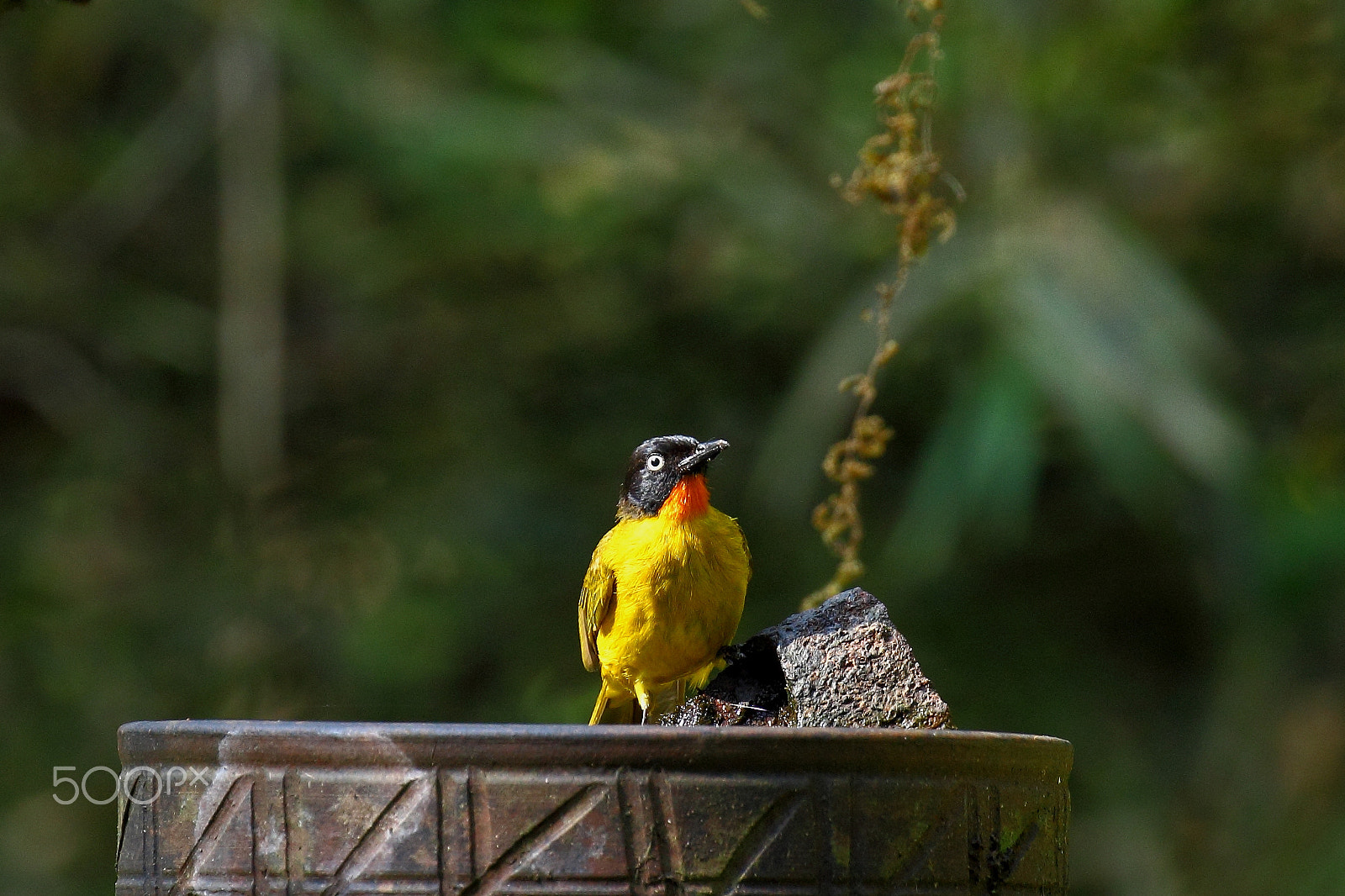 Canon EF 100-400mm F4.5-5.6L IS II USM sample photo. Flame throated bulbul photography
