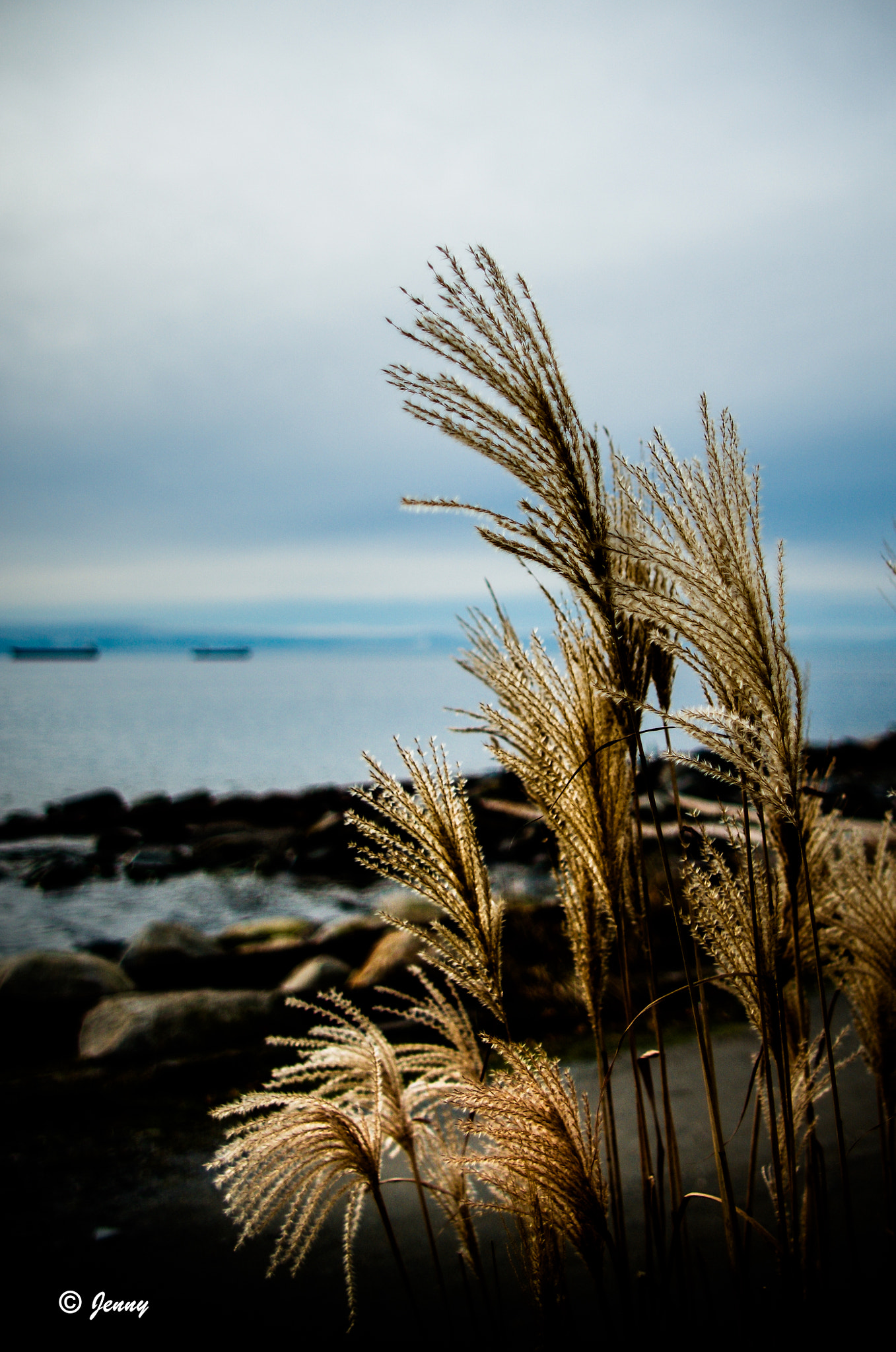 smc PENTAX-FA* 24mm F2 AL[IF] sample photo. Grass in the wind photography