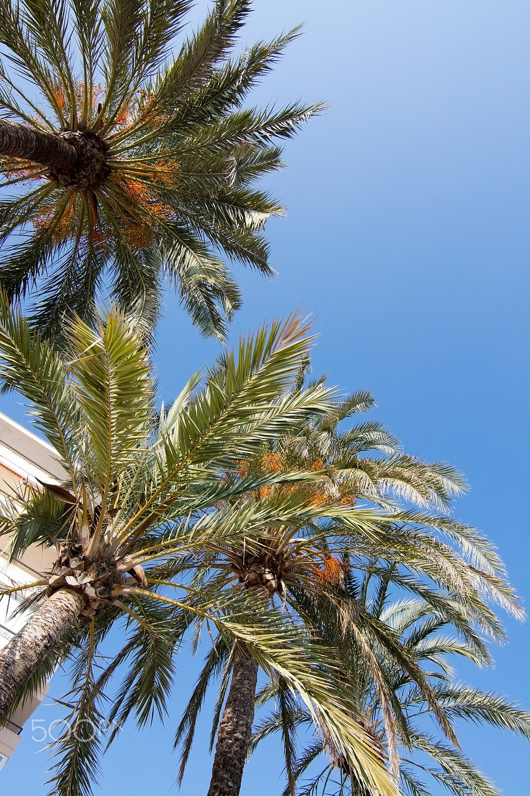 Nikon D7100 + Nikon AF Nikkor 20mm F2.8D sample photo. Palm tree and sun photography