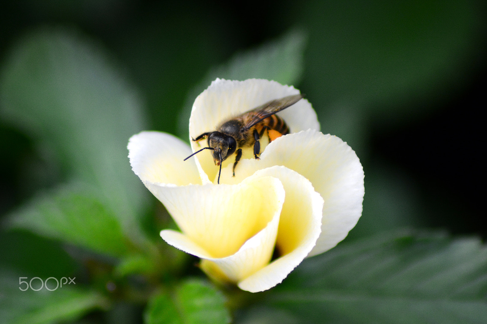 Sigma 70-200mm F2.8 EX DG Macro HSM II sample photo. Harvesting nectar 2 photography