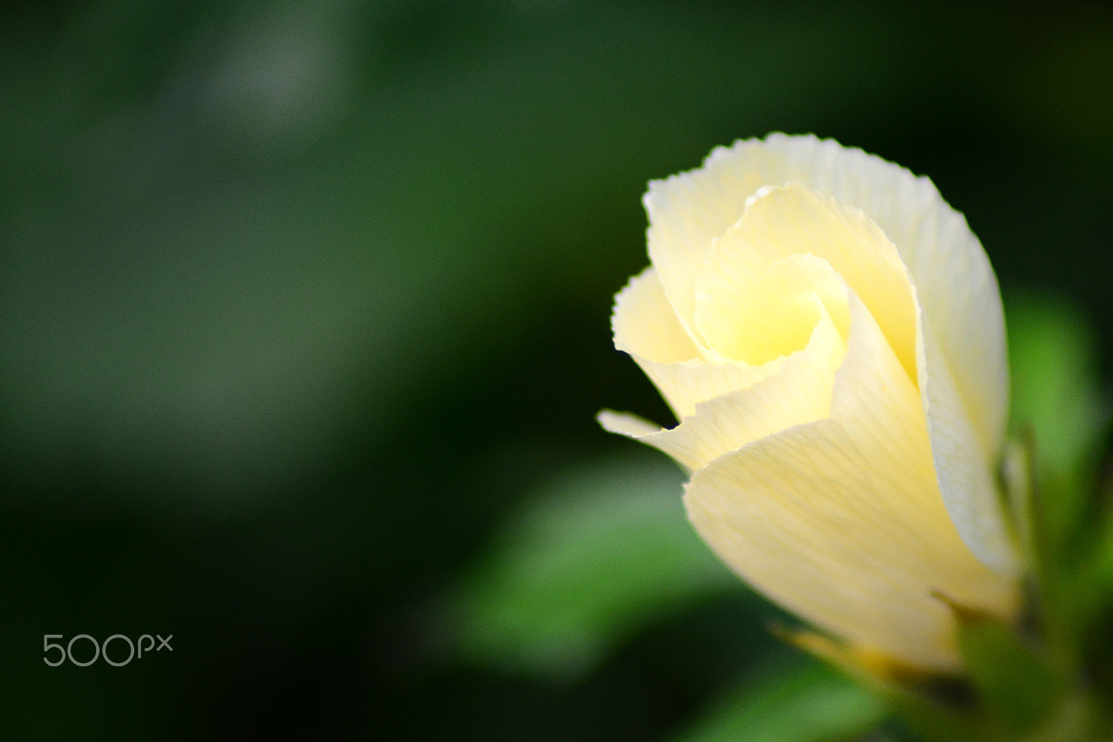 Nikon D5200 + AF Nikkor 28mm f/2.8 sample photo. Glowing flower photography