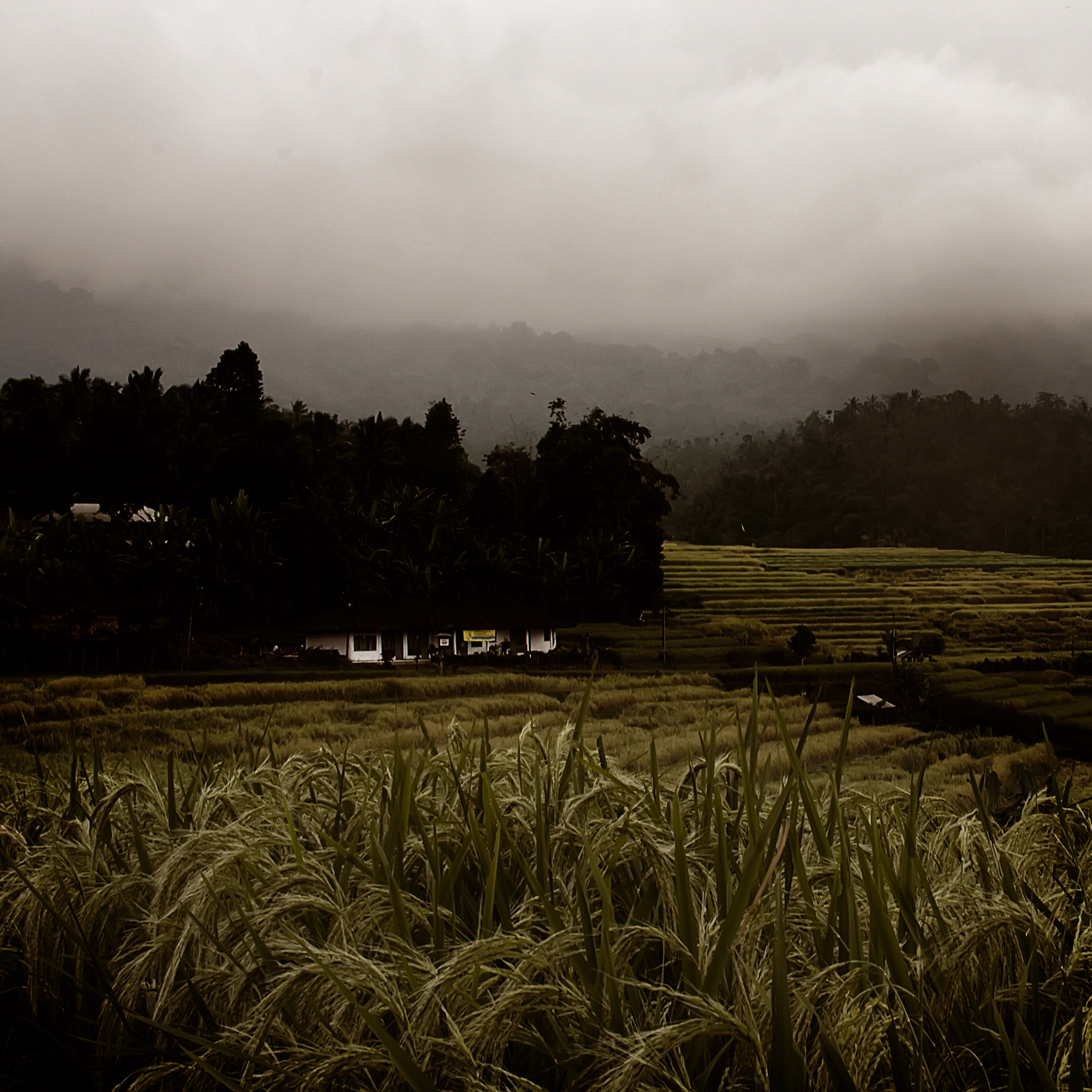Canon EOS 40D + Canon EF 35-350mm F3.5-5.6L USM sample photo. Bali rice fields photography