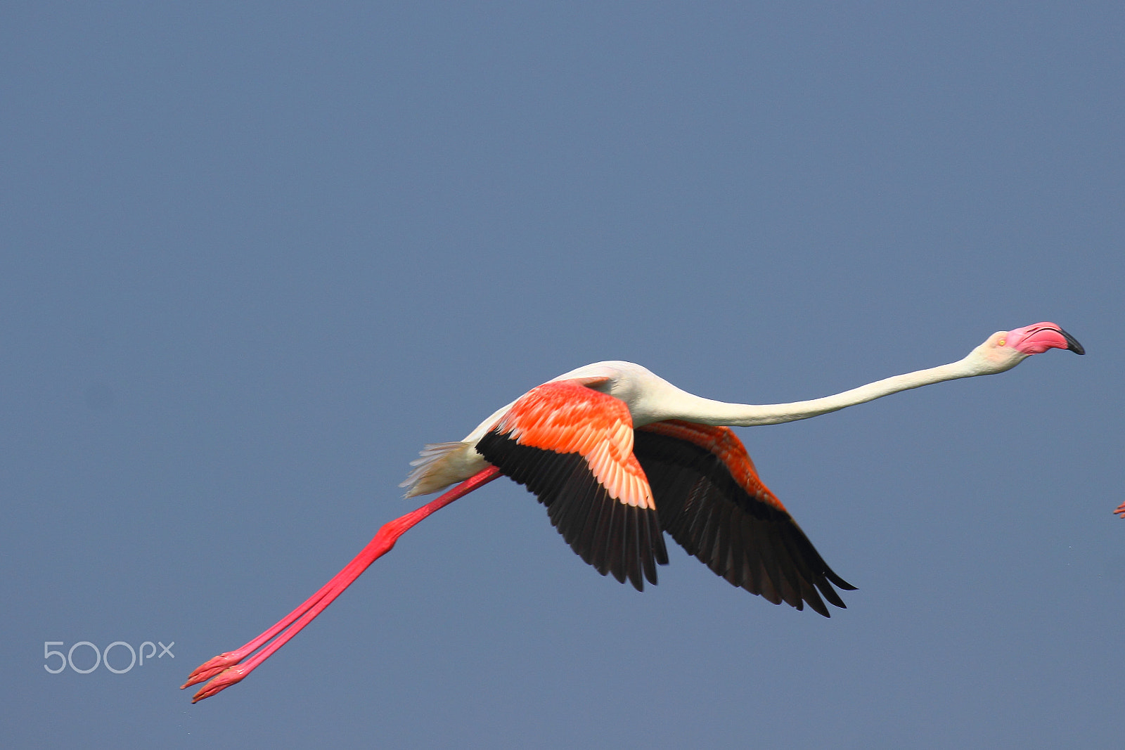 Canon EF 100-400mm F4.5-5.6L IS II USM sample photo. Flamingo photography