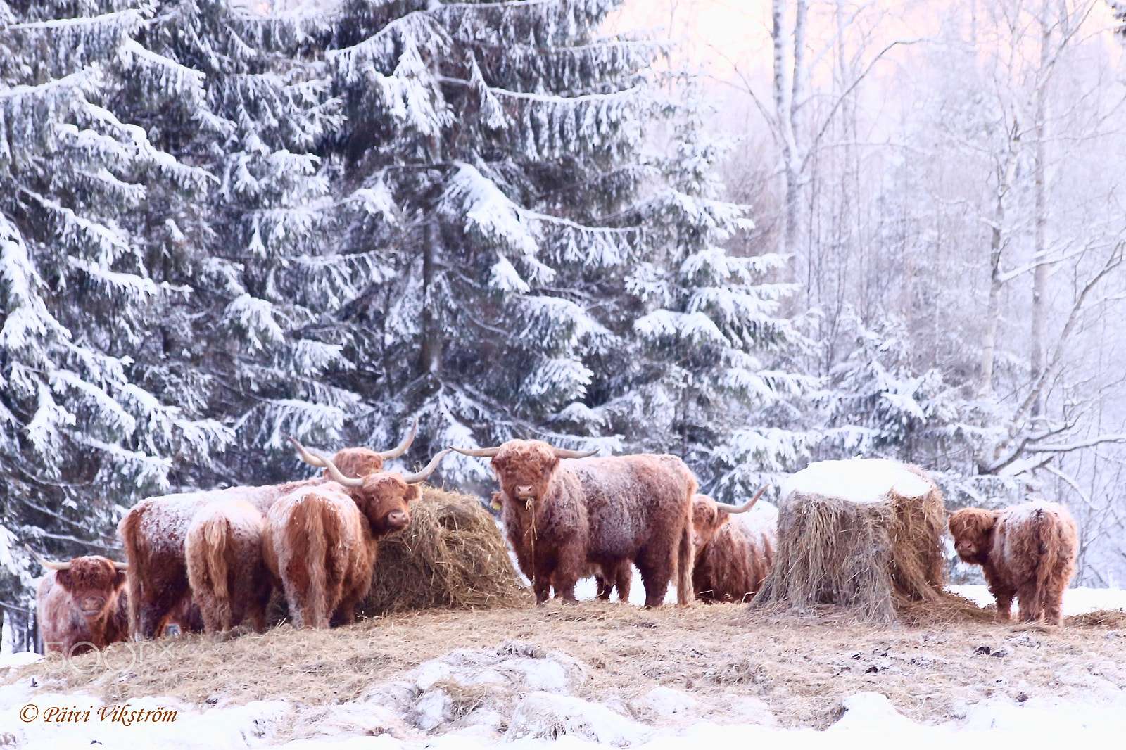 Canon EOS 6D + Sigma 50-200mm F4-5.6 DC OS HSM sample photo. Winter countryside #2 photography