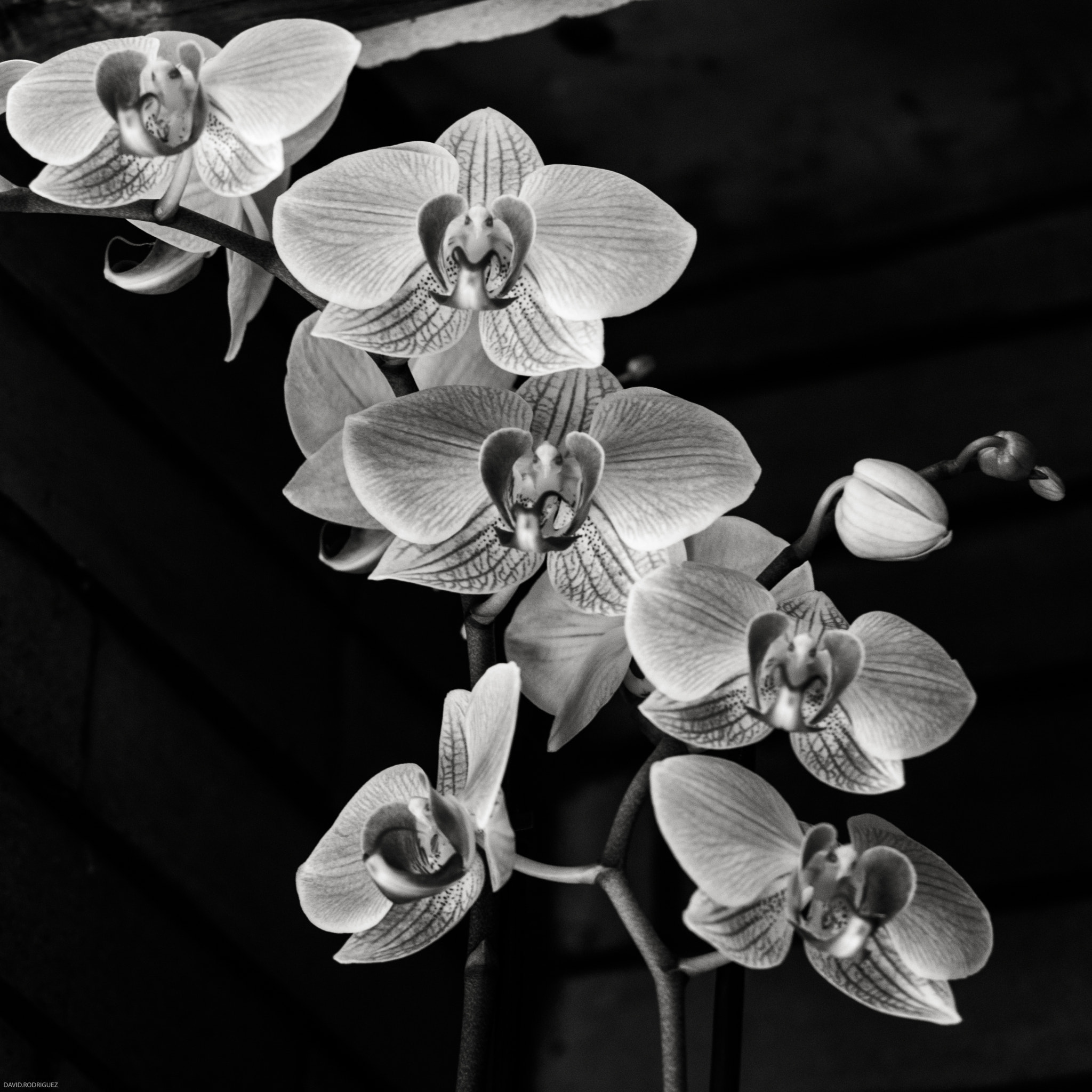 Pentax smc DA 70mm F2.4 AL Limited sample photo. Fleurs #14 photography