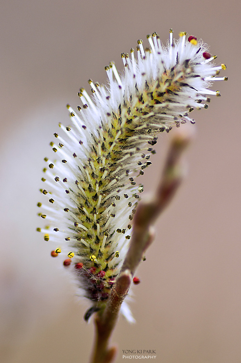 Pentax smc D-FA 100mm F2.8 macro sample photo. Wiggling spring photography