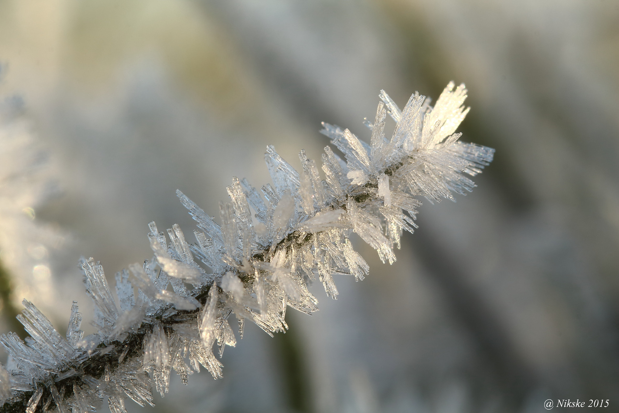Canon EOS 700D (EOS Rebel T5i / EOS Kiss X7i) + Canon EF 100mm F2.8 Macro USM sample photo. Ice crystals around the blade of grass photography