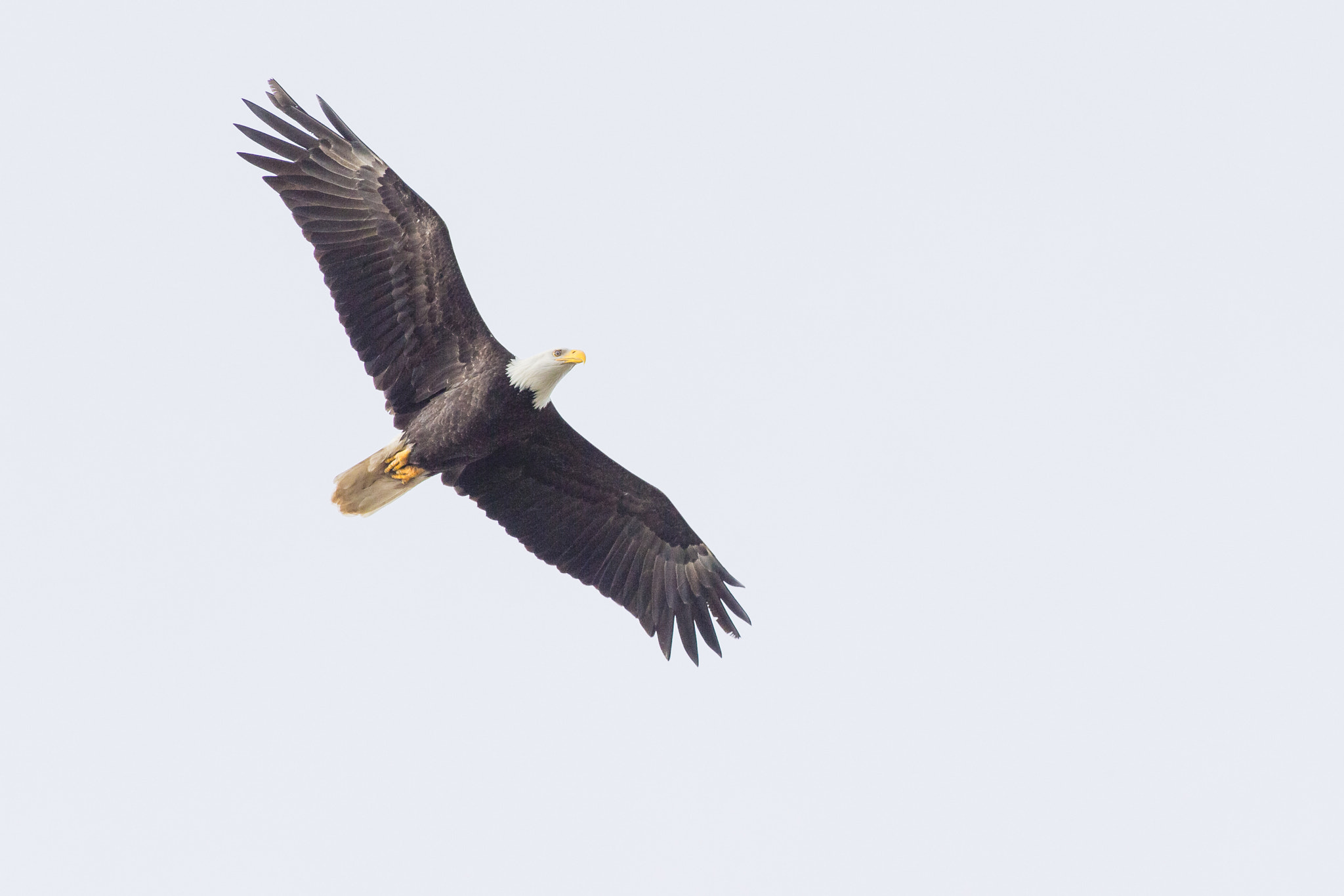 Canon EF 300mm f/2.8L + 1.4x sample photo. Freedom photography
