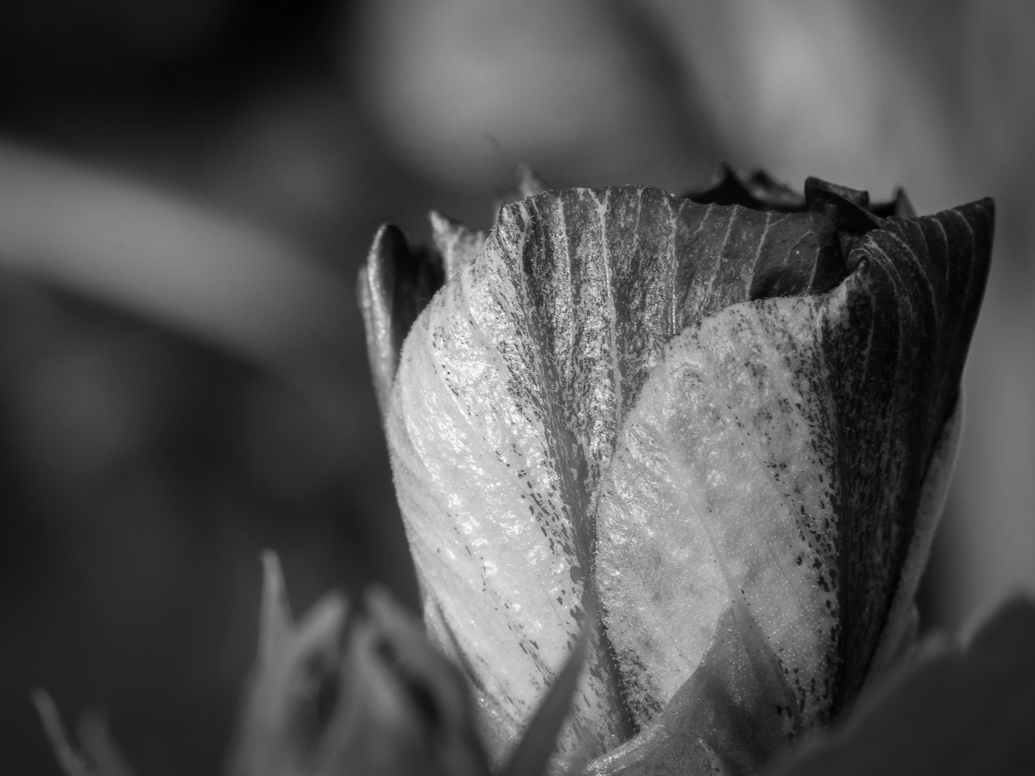 Sigma 50mm f/1.4 EX DG HSM + 1.4x sample photo. Black rose photography