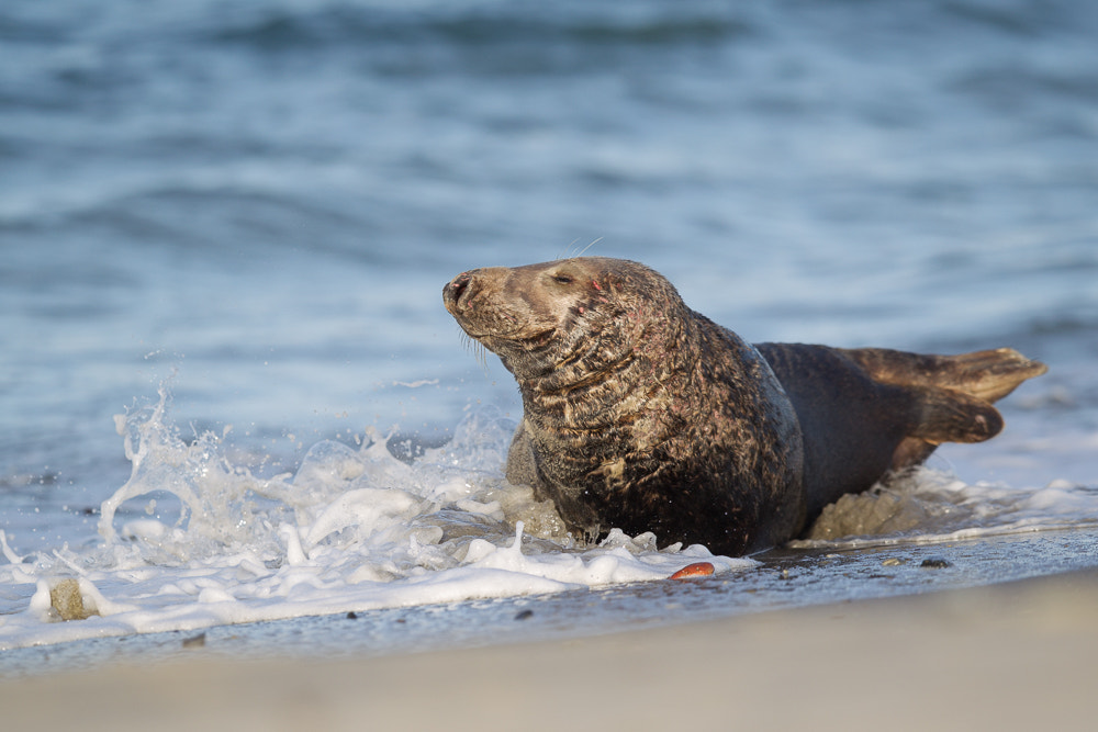 Canon EF 400mm F2.8L IS II USM sample photo. Grey seal ... photography