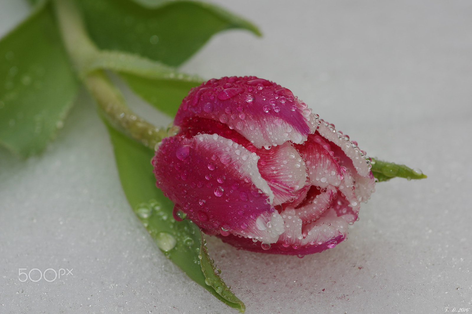 Pentax smc D-FA 100mm F2.8 macro sample photo. Miss tulip :-) photography