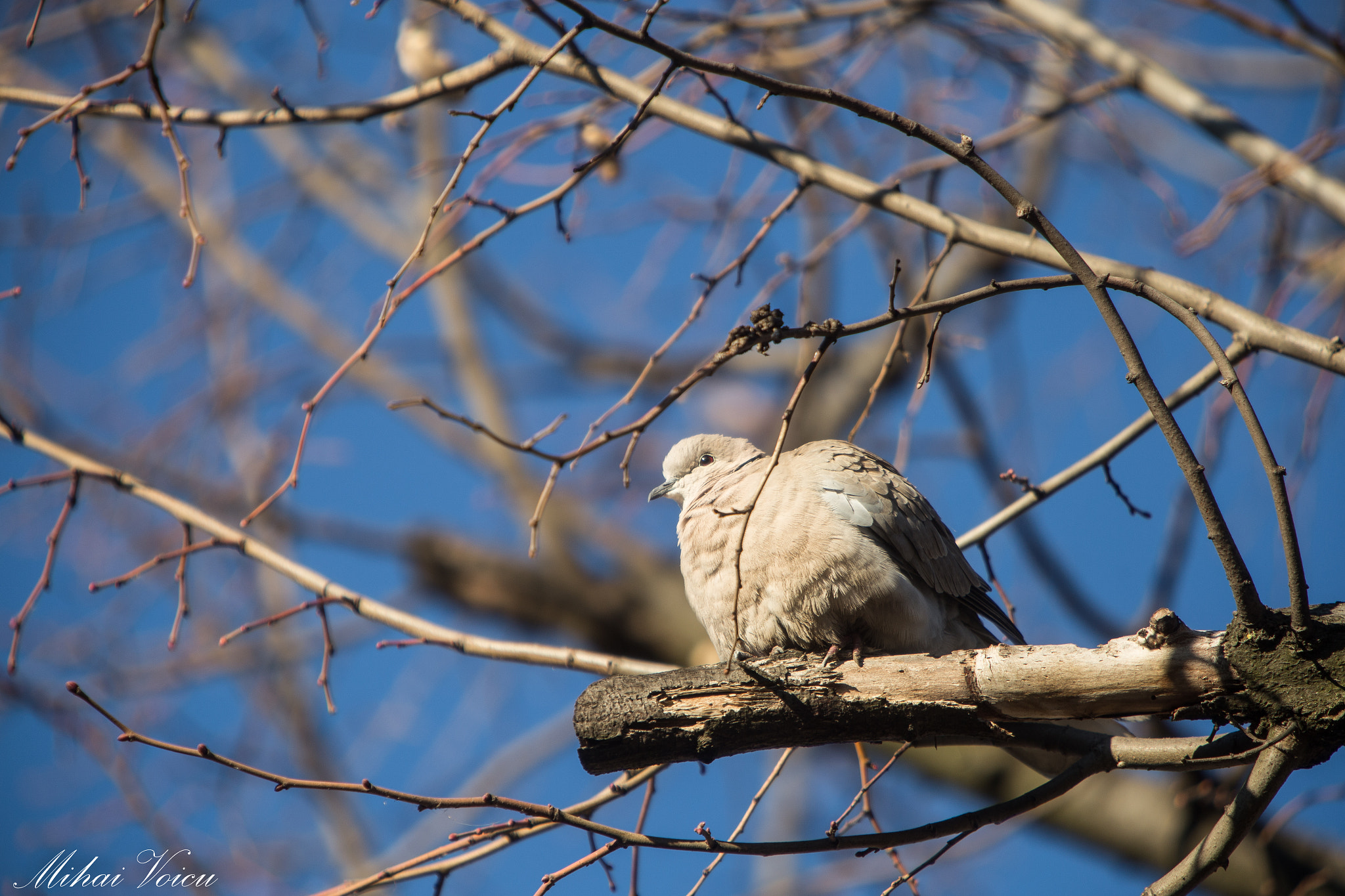 Canon EF 70-200mm F2.8L IS USM sample photo. Fluffy photography
