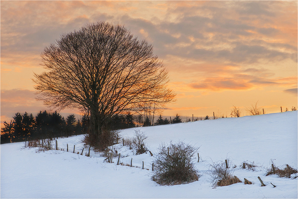 Nikon D70 sample photo. Orange light... photography