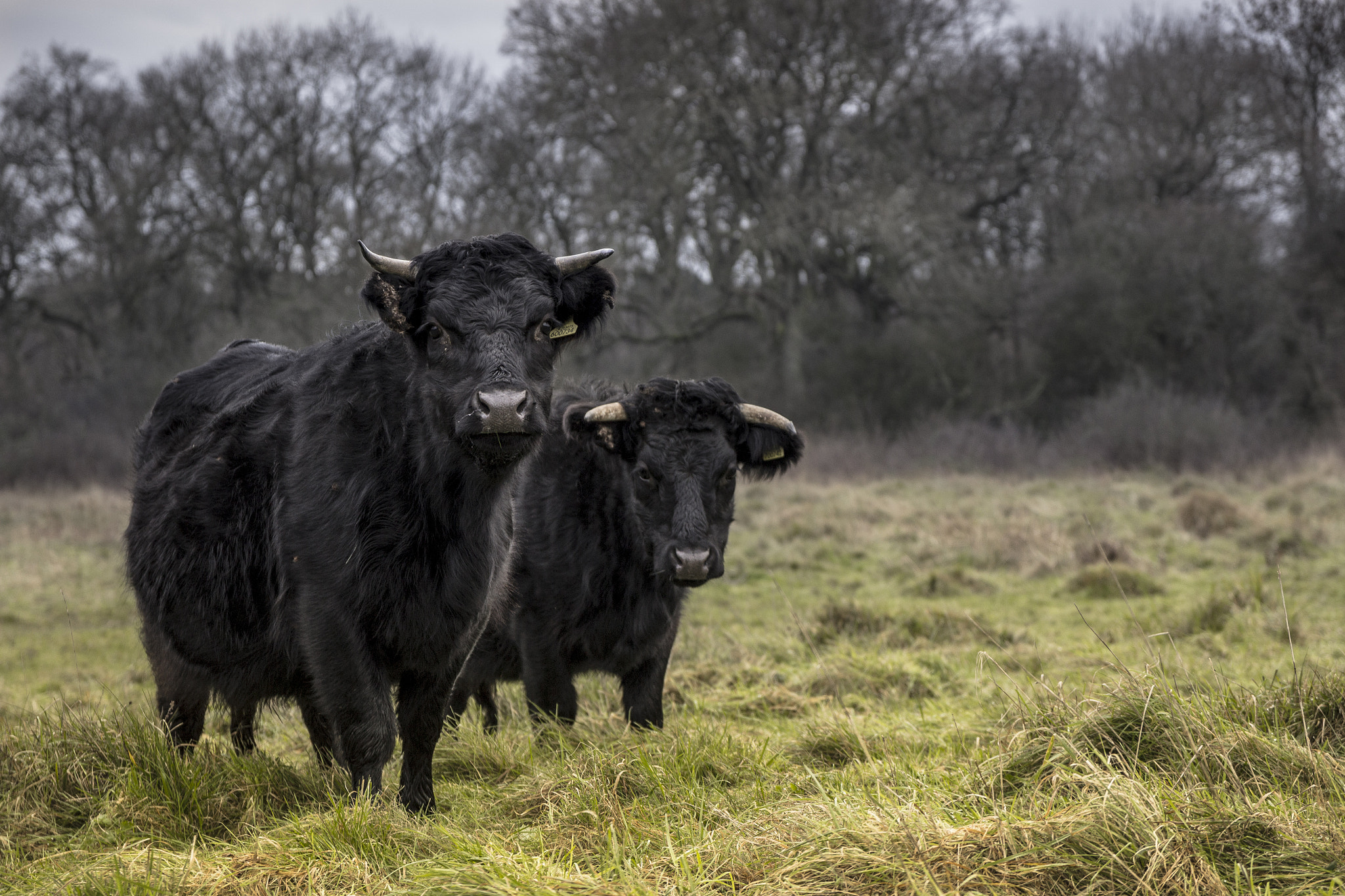 Canon EOS 600D (Rebel EOS T3i / EOS Kiss X5) + Canon EF 500mm F4L IS USM sample photo. Cows on a winters day photography